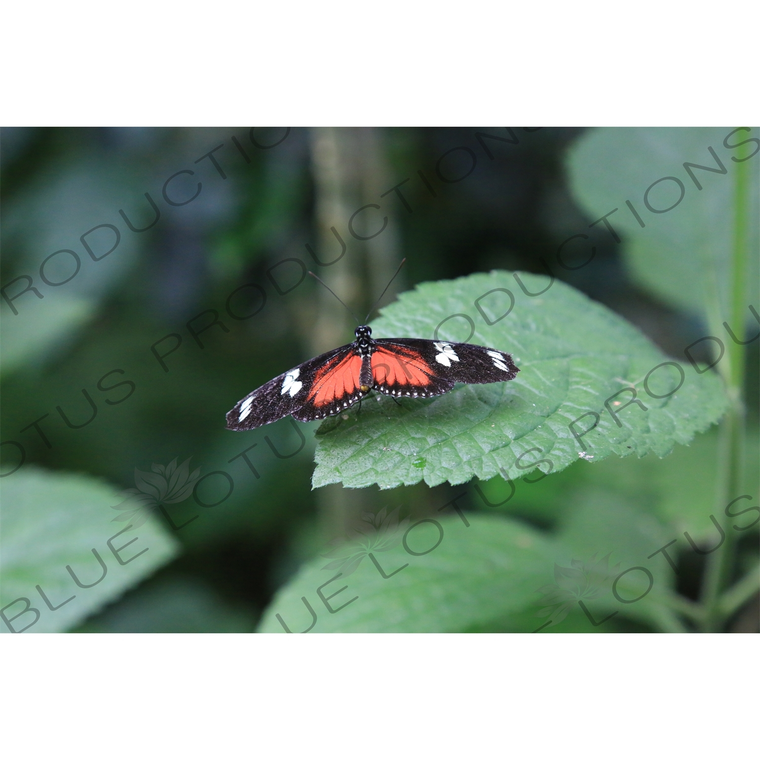 Doris Longwing Butterfly in Arenal Volcano National Park
