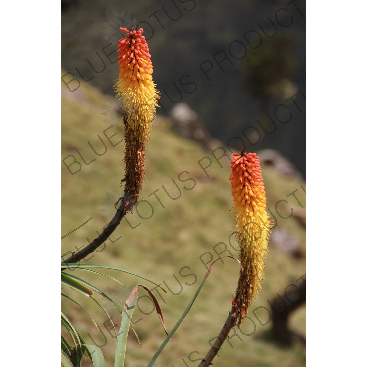 Kniphofia Uvaria/Red-Hot Poker Plants/Torch Lilies in Simien Mountains National Park