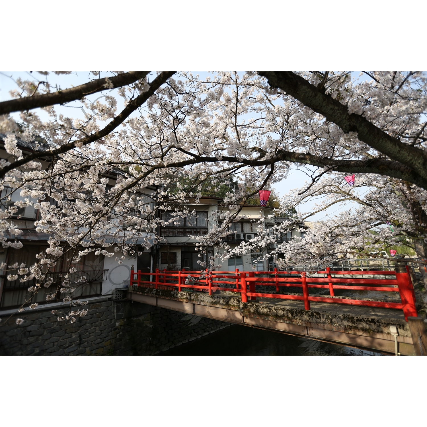 Cherry Blossom Tree in Kinosaki Onsen