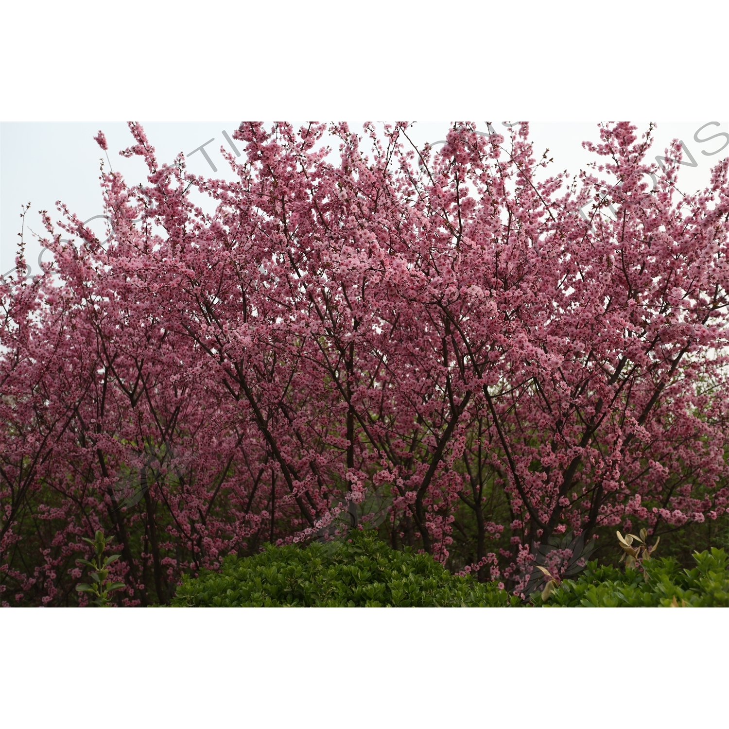 Cherry Blossom Trees in front of the National Centre for the Performing Arts (NCPA) or the 'Egg' in Beijing