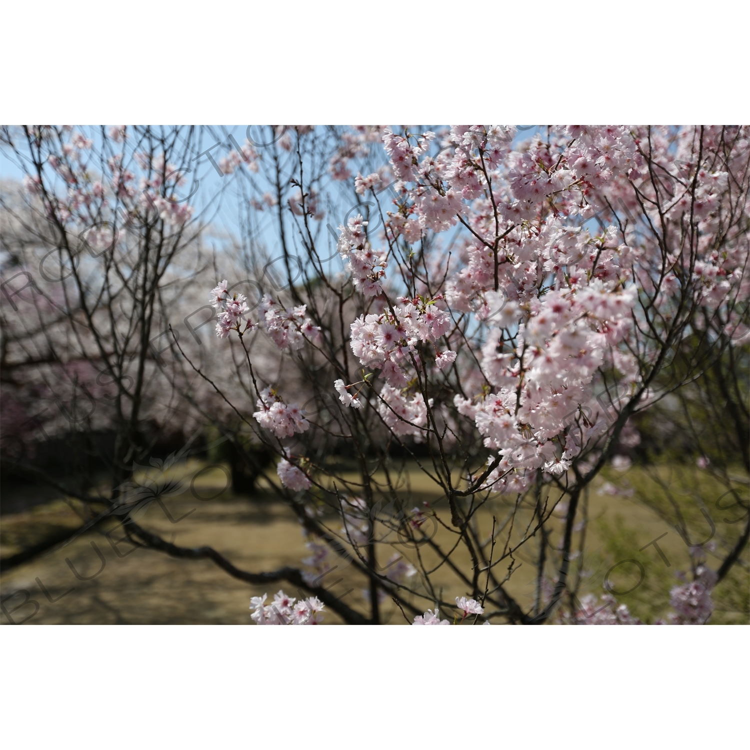 Cherry Blossom outside Big Buddha Hall (Daibutsuden) of Todaiji in Nara