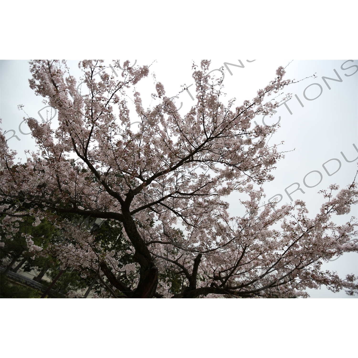 Cherry Blossom Tree in Kencho-ji in Kamakura