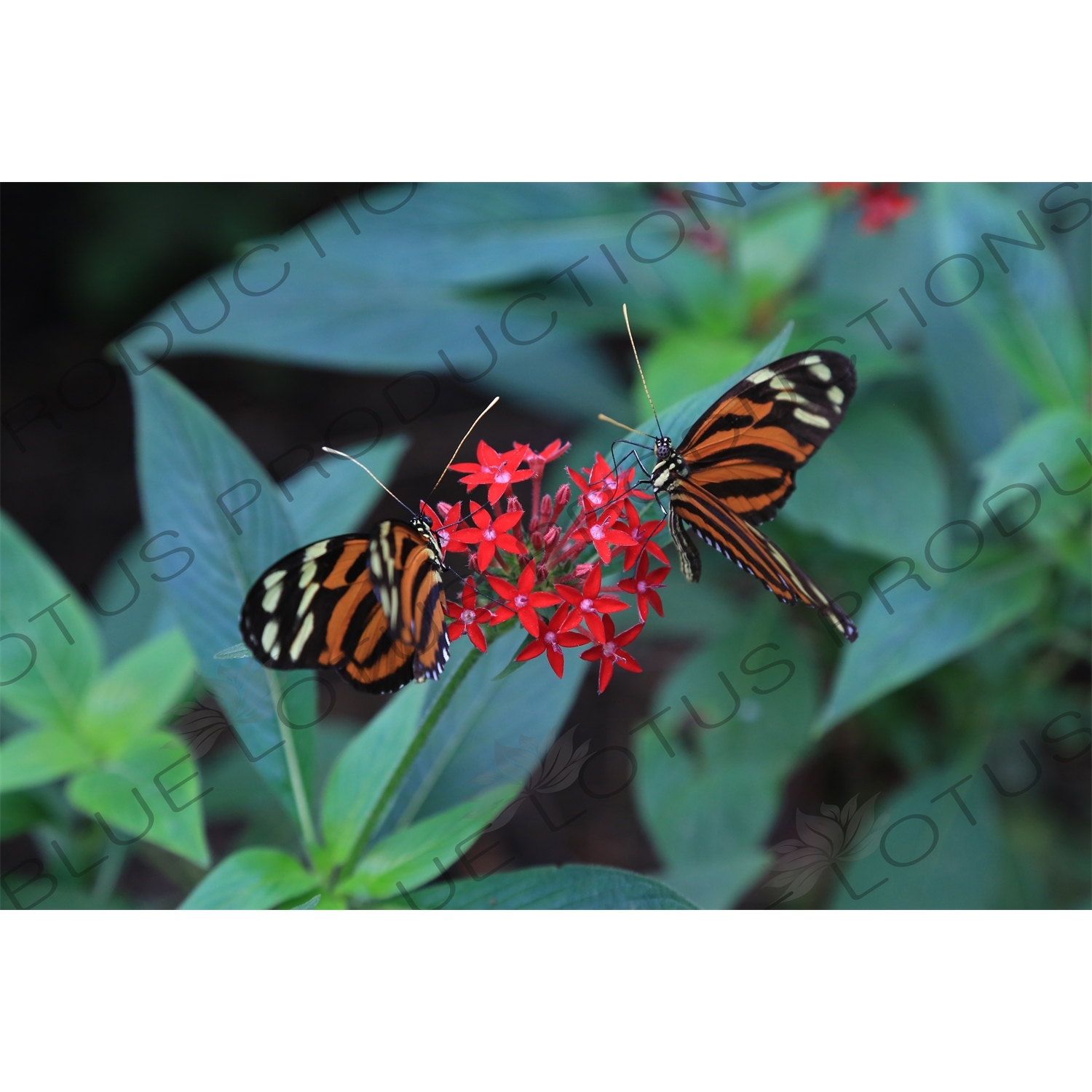 Tiger Longwing Butterflies in Arenal Volcano National Park