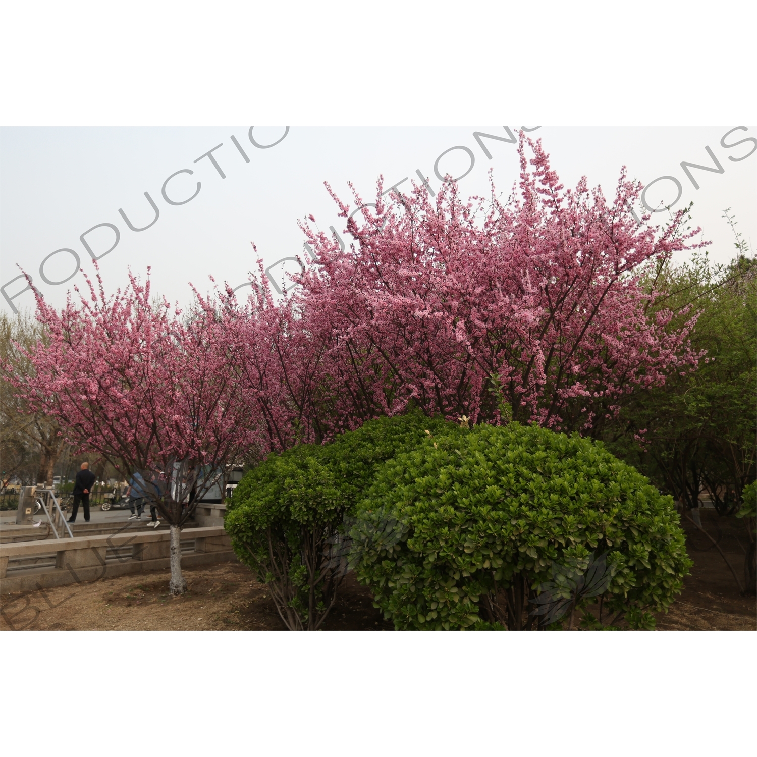 Cherry Blossom Trees in front of the National Centre for the Performing Arts (NCPA) or the 'Egg' in Beijing