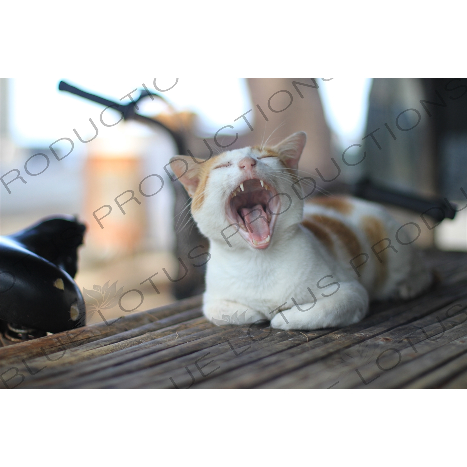 Cat Yawning on Gili Meno