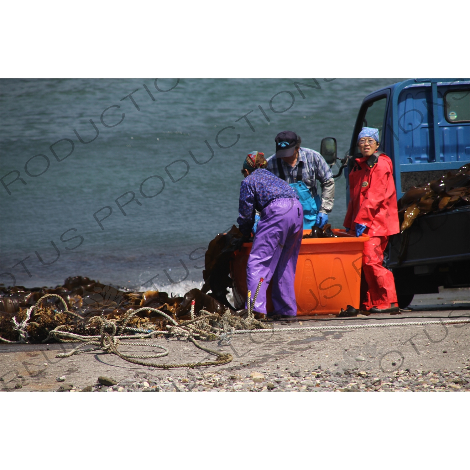 People Loading Kelp on to a Truck on Rebun