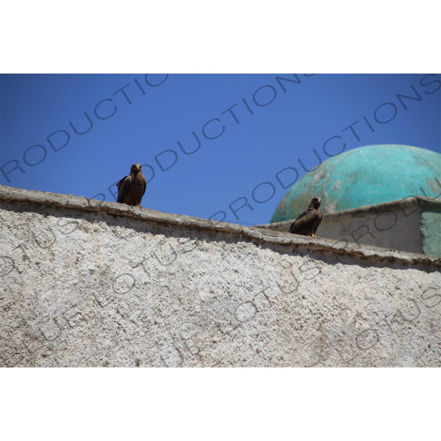 Eagles on a Building in the Old City of Harar