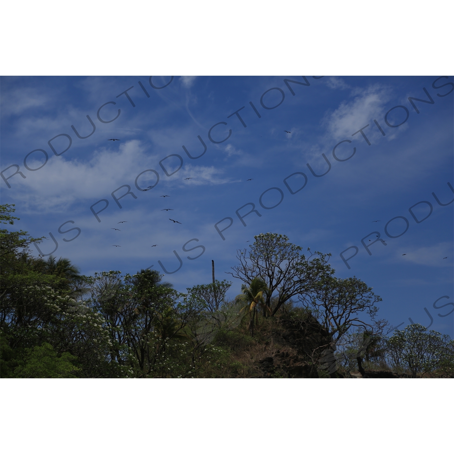 Birds Flying over Playa Guiones in Nosara