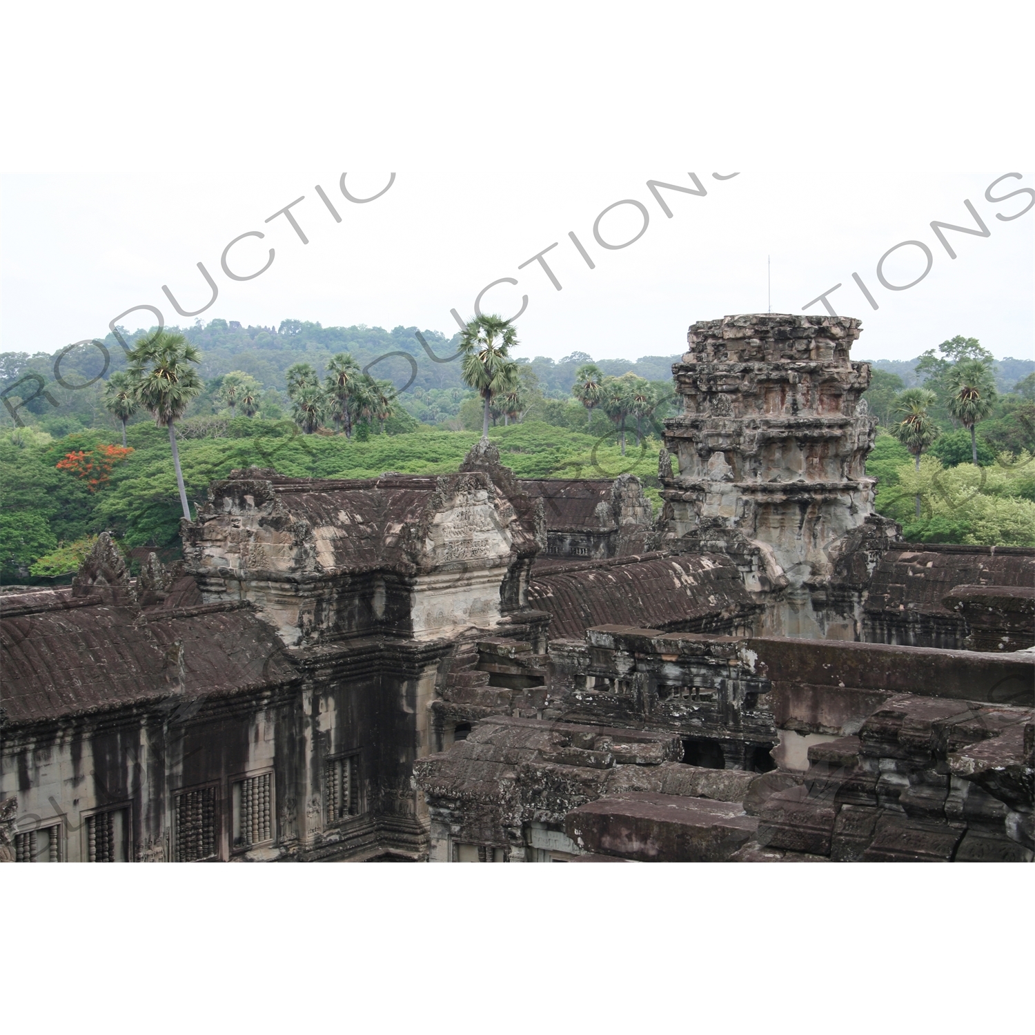 Jungle around Angkor Wat