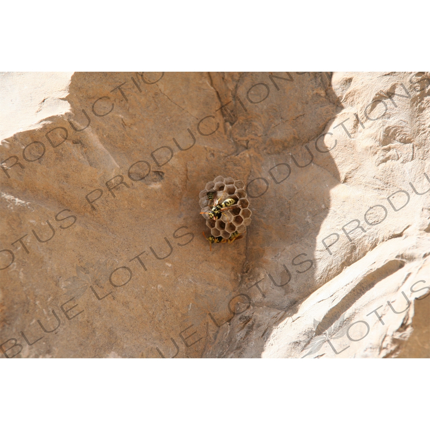 Wasp Nest at Persepolis