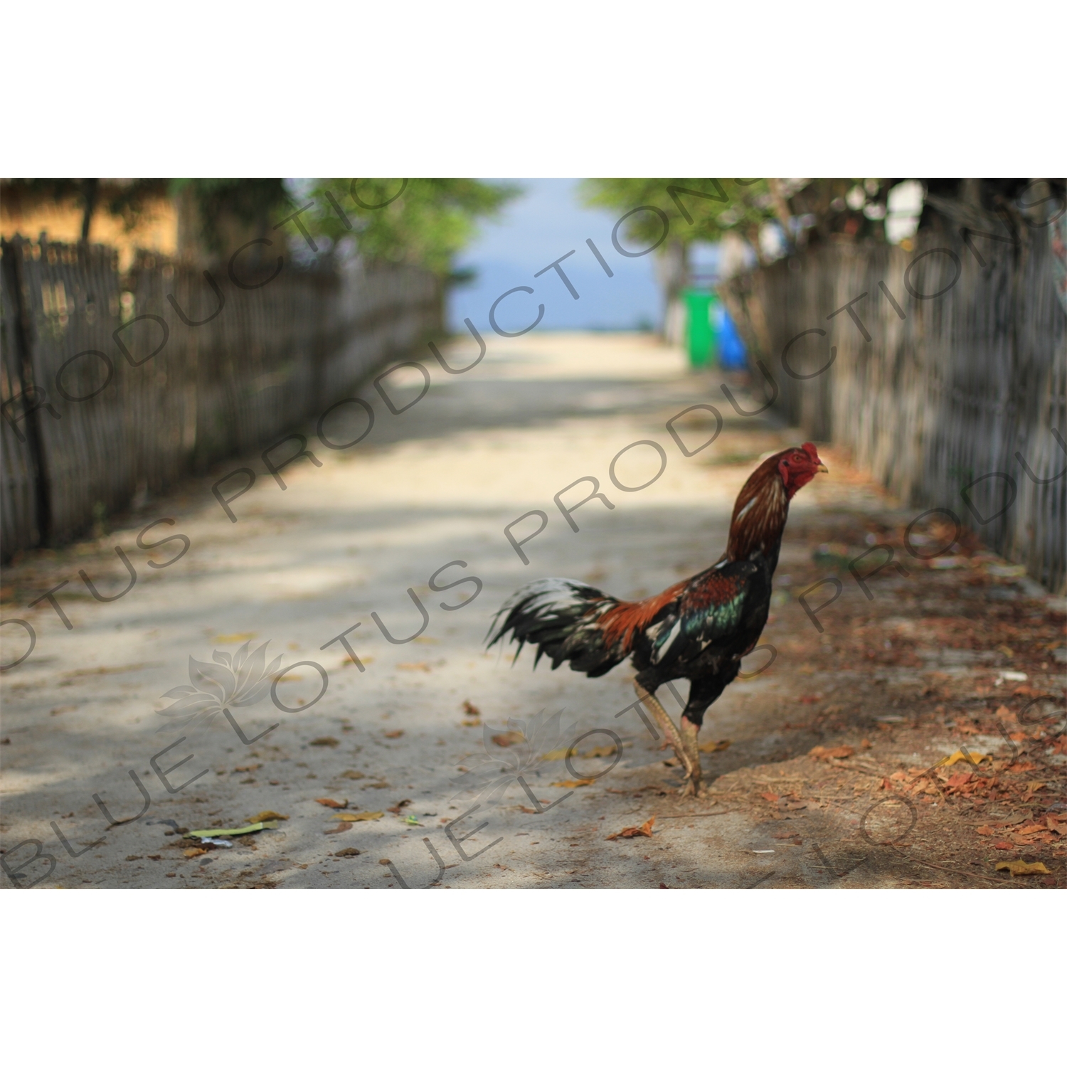 Rooster on Gili Meno