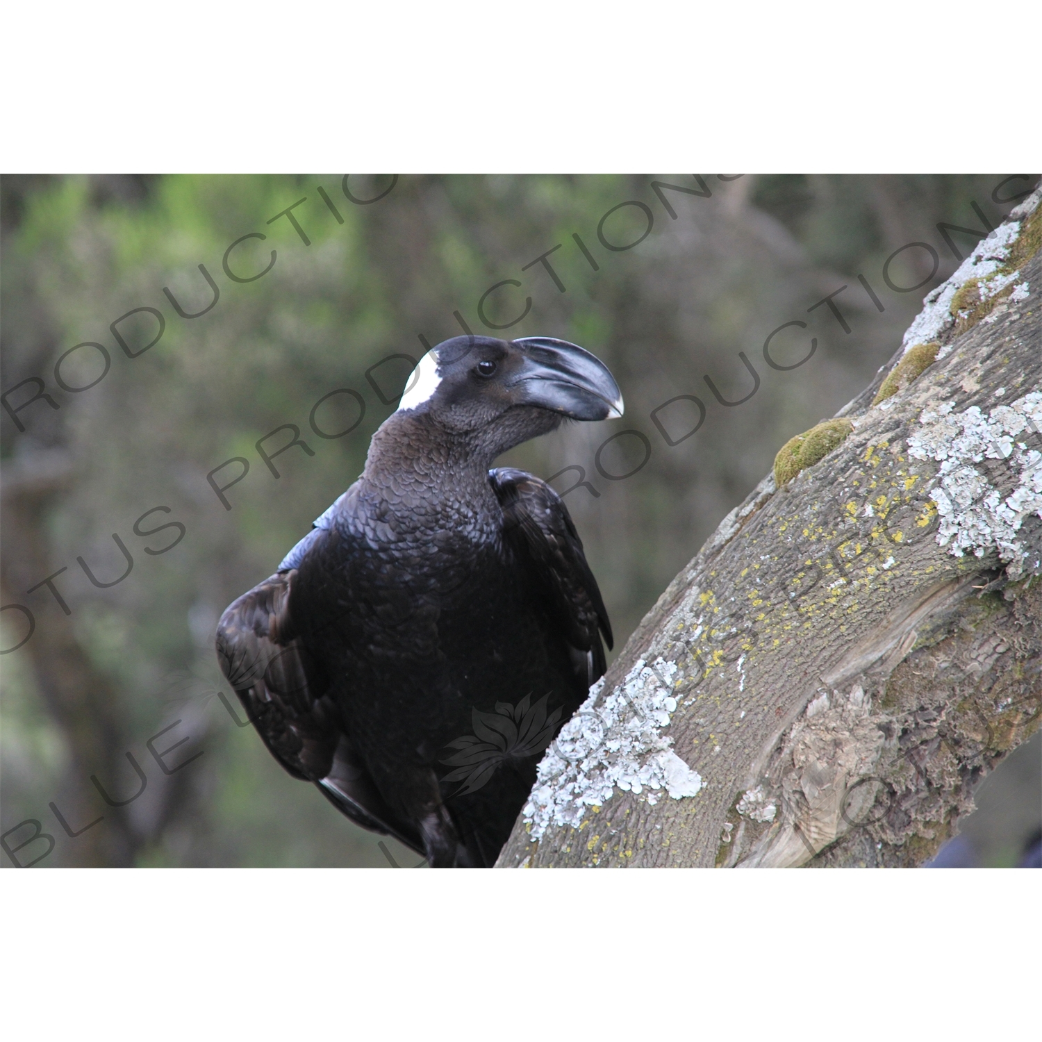 Thick-Billed Raven in Simien Mountains National Park