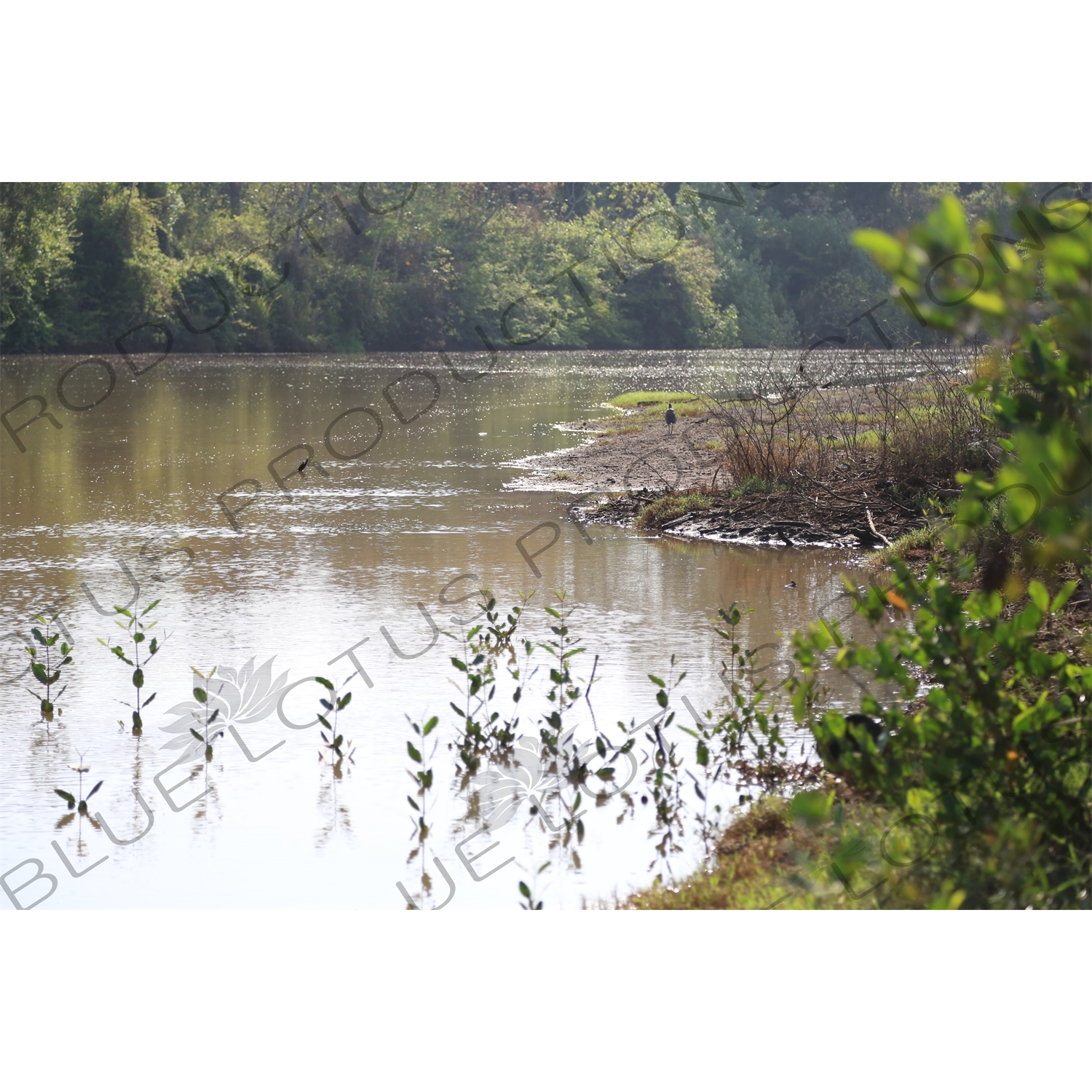 Estuary in Nosara