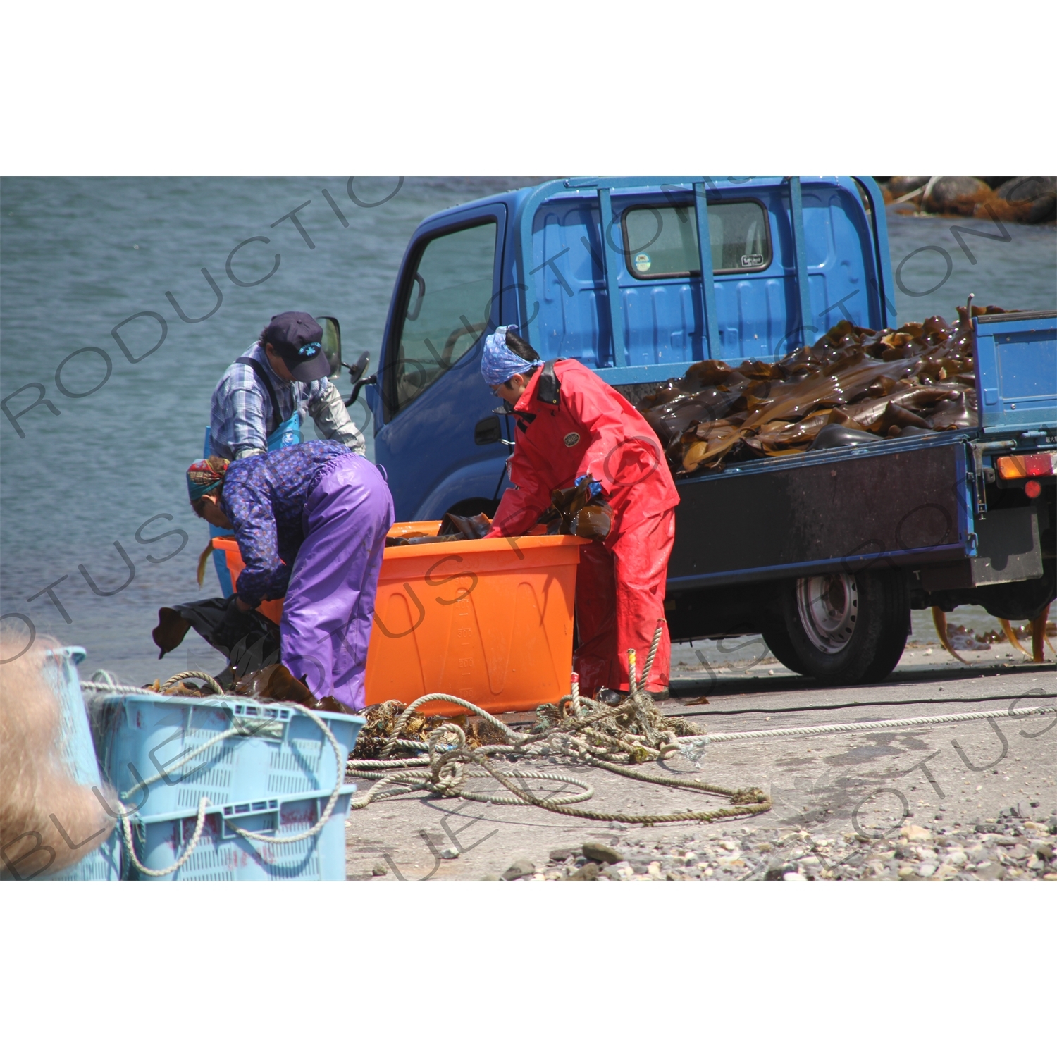 People Loading Kelp on to a Truck on Rebun