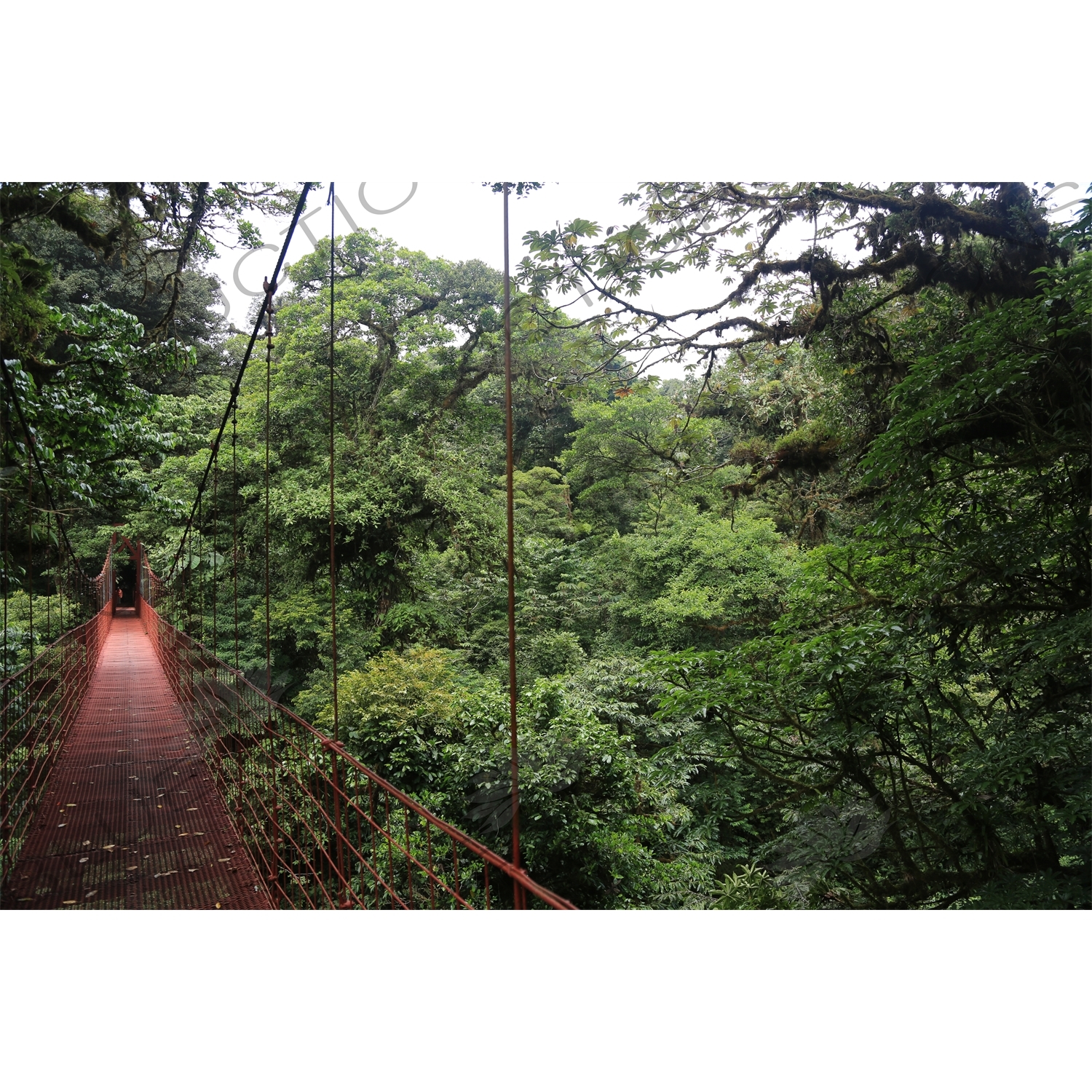 Rainforest and Suspension Bridge in Monteverde Cloud Forest Reserve