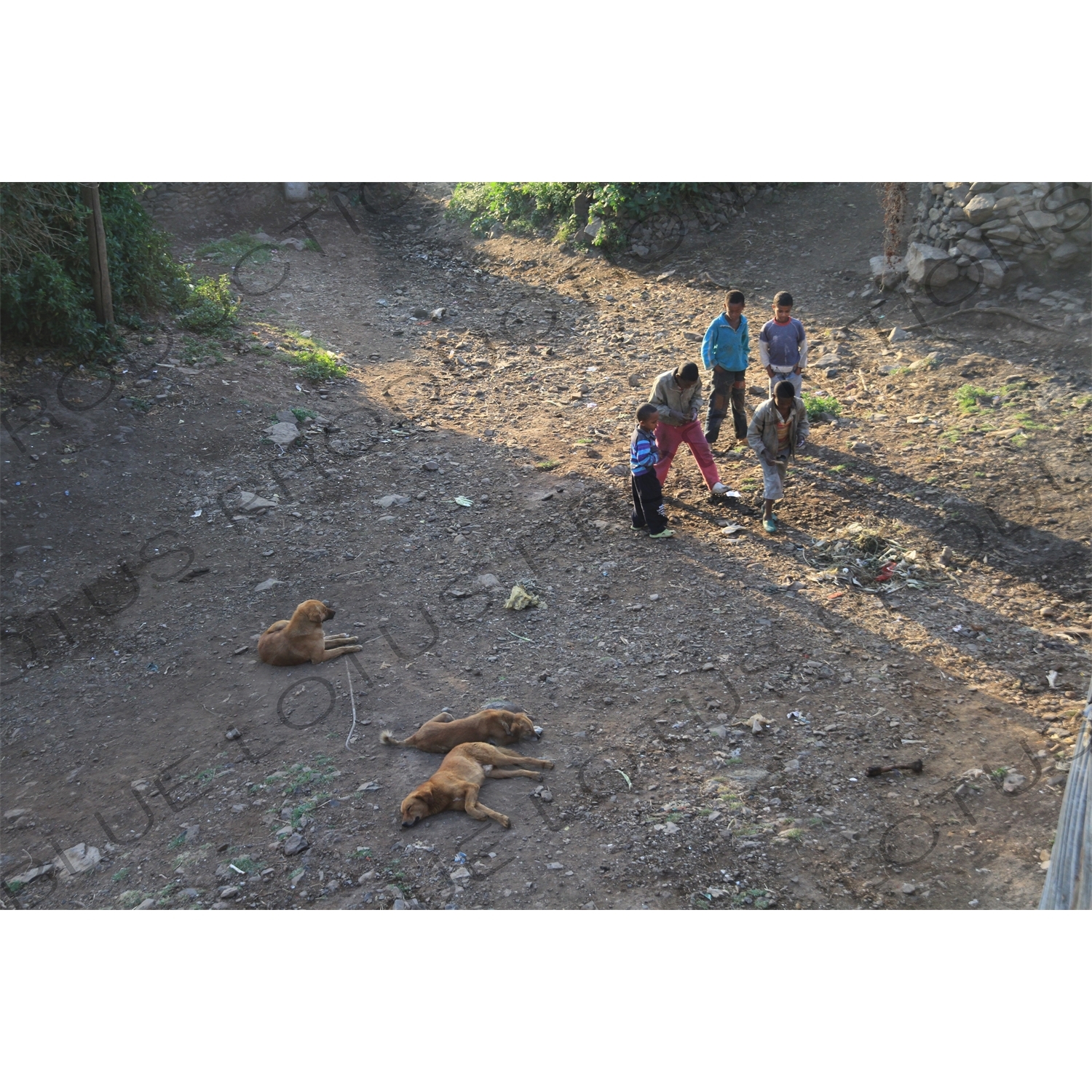 Children and Dogs in Debarq