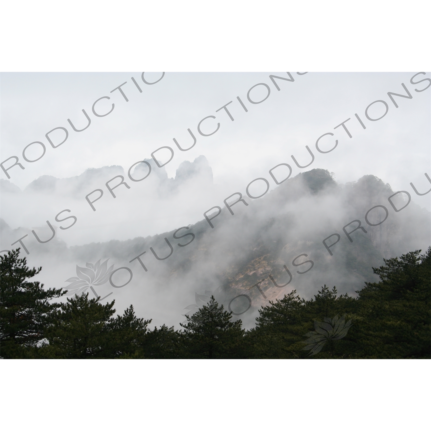 Trees on Yellow Mountain (Huang Shan) in Anhui Province