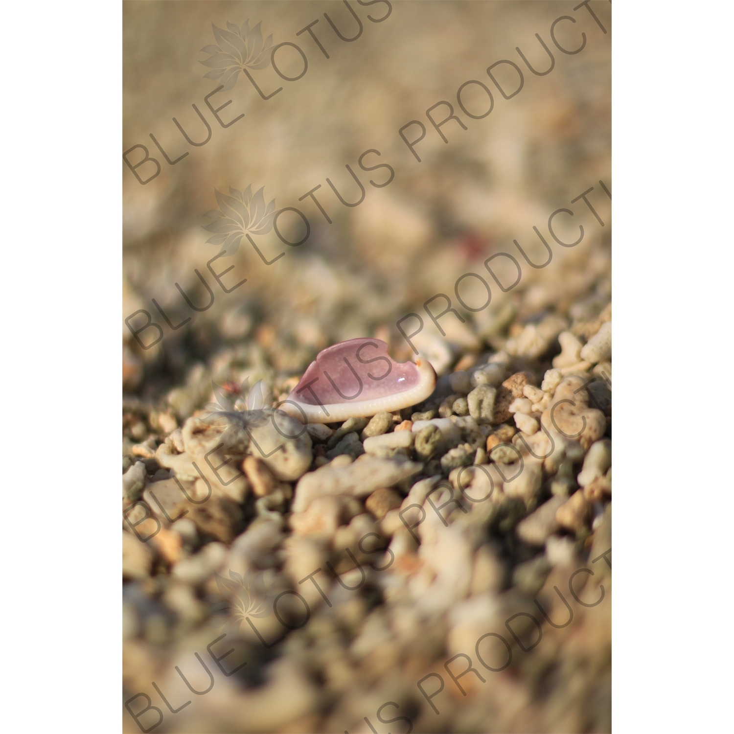 Shell on a Beach on Gili Meno