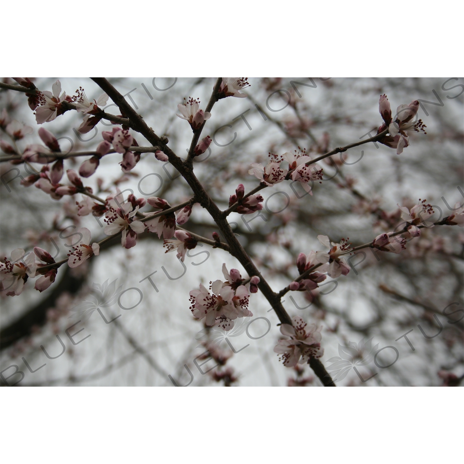 Cherry Blossom in the Summer Palace in Beijing