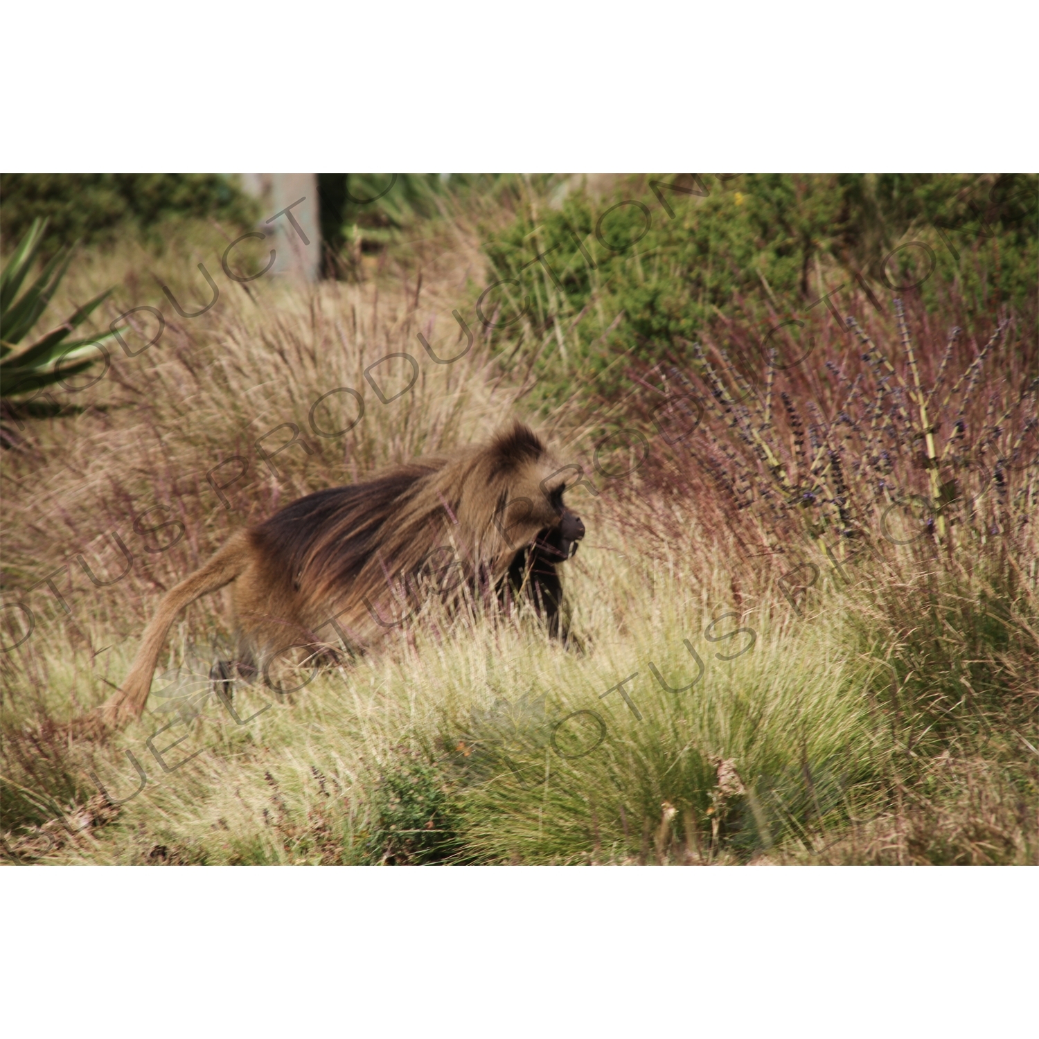 Baboon in Simien Mountains National Park