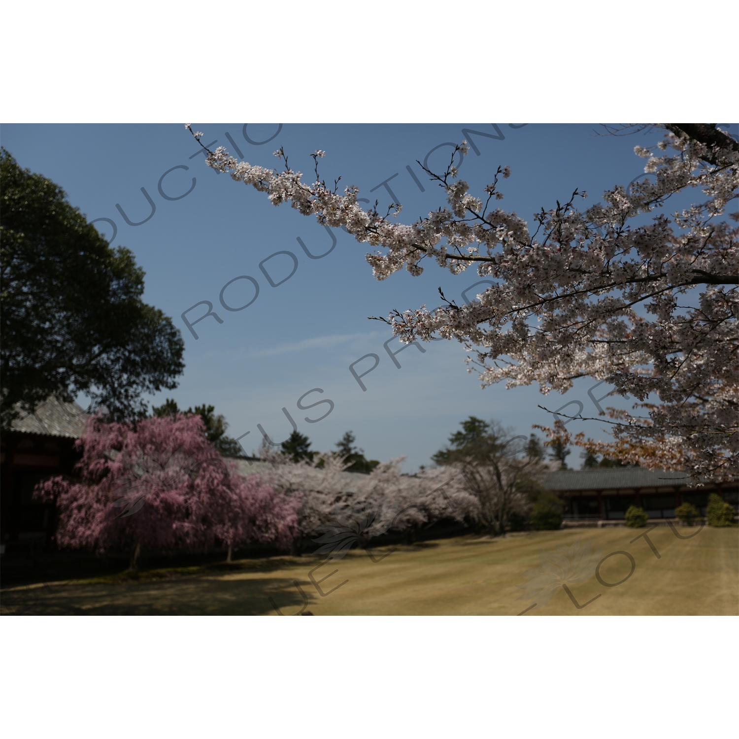 Cherry Blossom outside Big Buddha Hall (Daibutsuden) of Todaiji in Nara