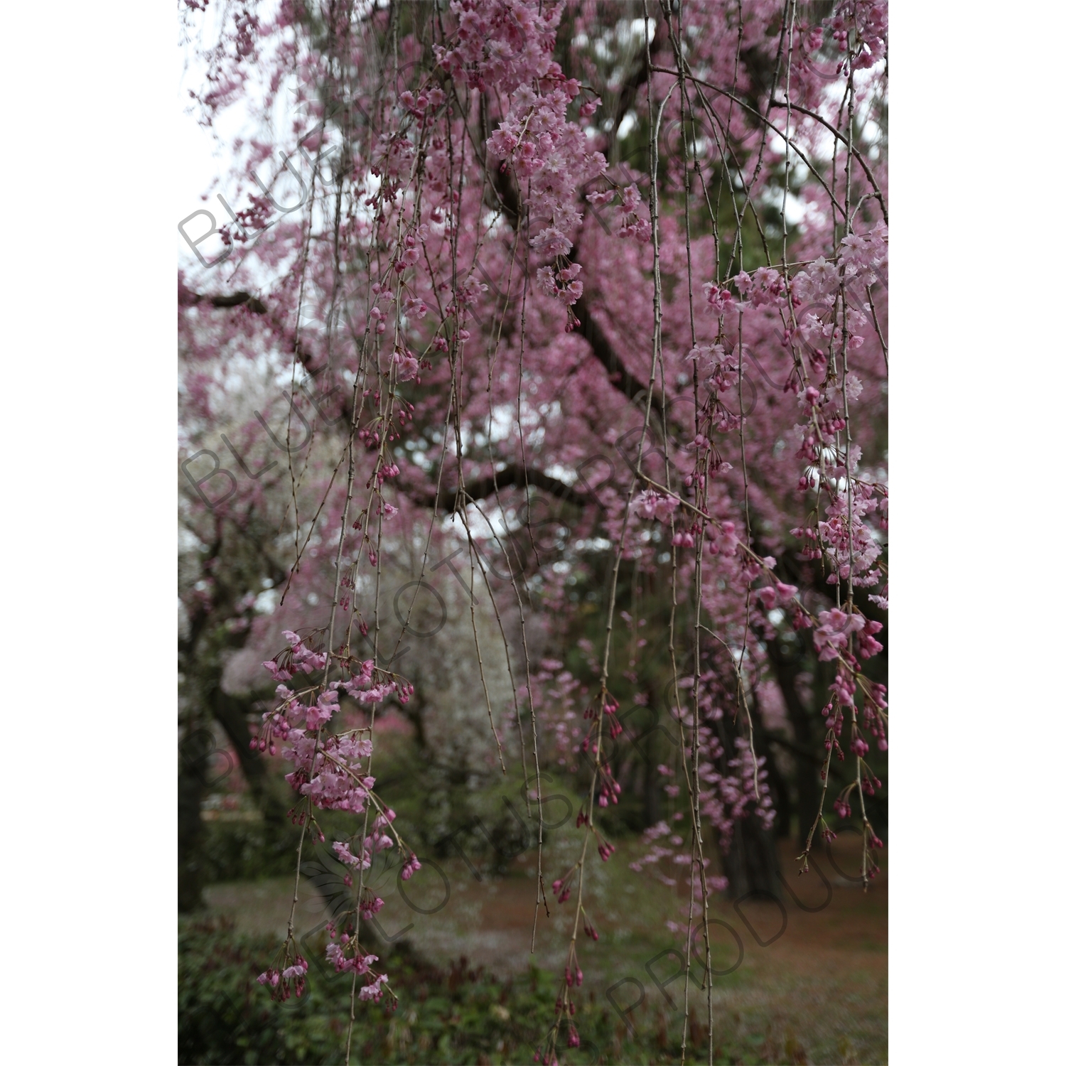 Cherry Blossom in Kyoto Gyoen/Imperial Palace Park in Kyoto