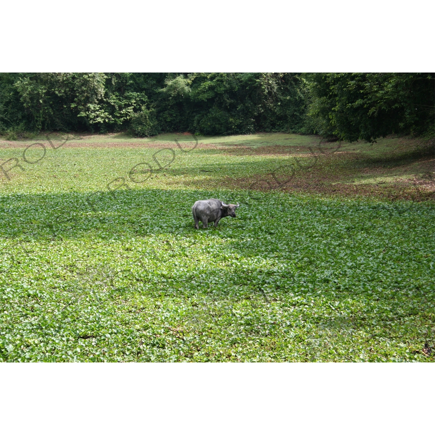 Water Buffalo in Angkor