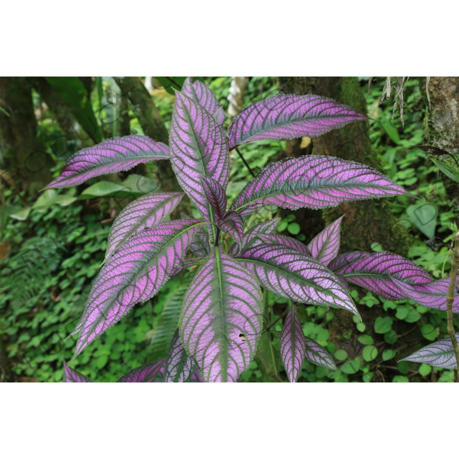 Purple Leaves in Arenal Volcano National Park