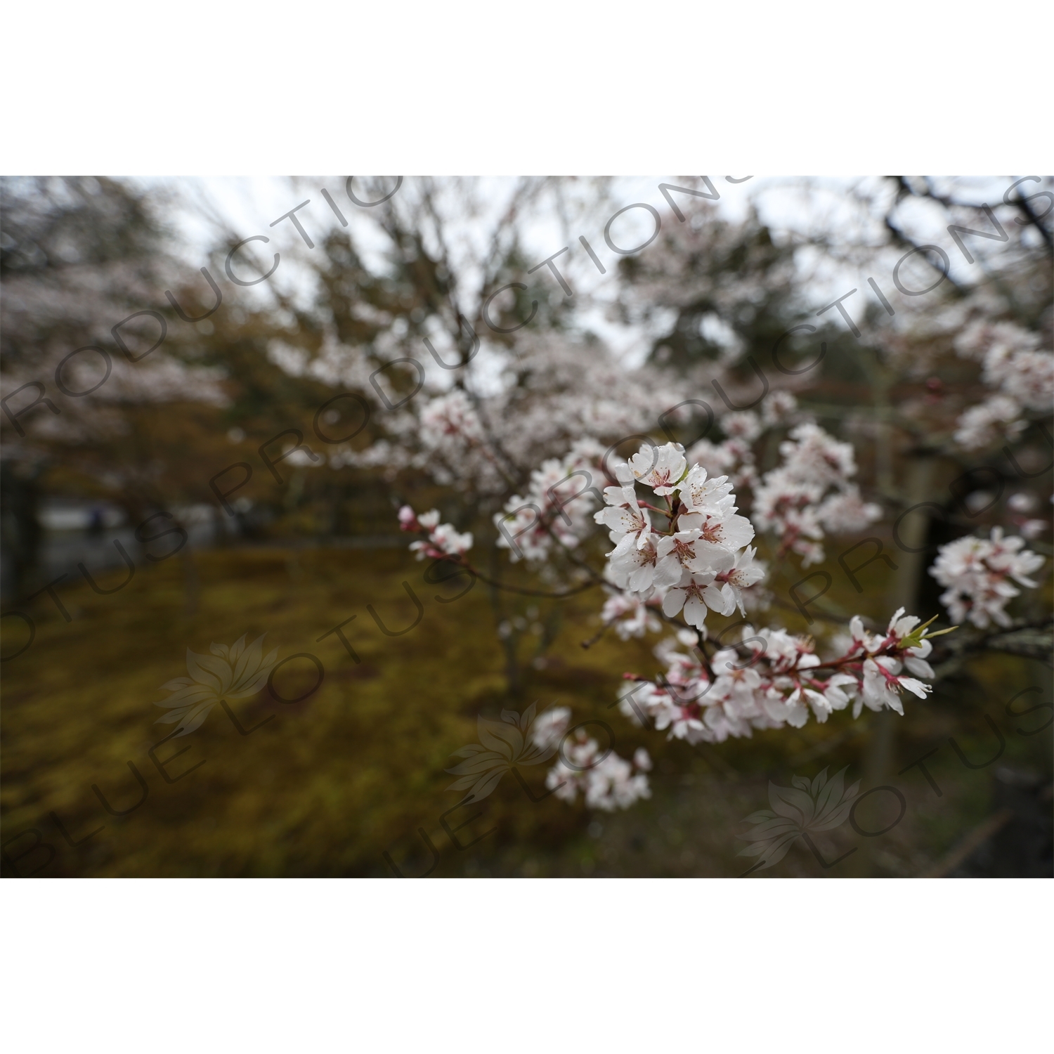 Cherry Blossom in the Grounds of Nanzen-ji in Kyoto