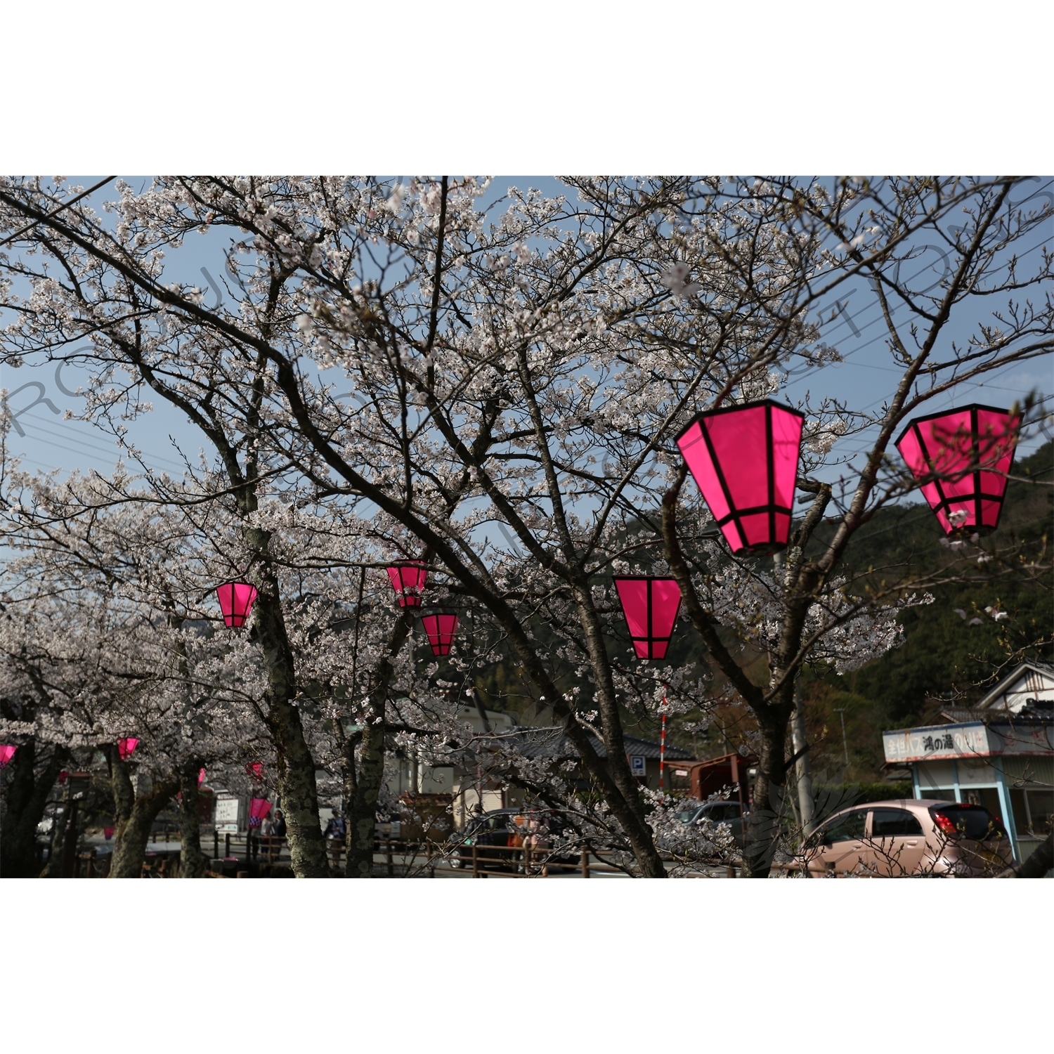 Lanterns Hanging in Cherry Blossom Trees in Kinosaki Onsen