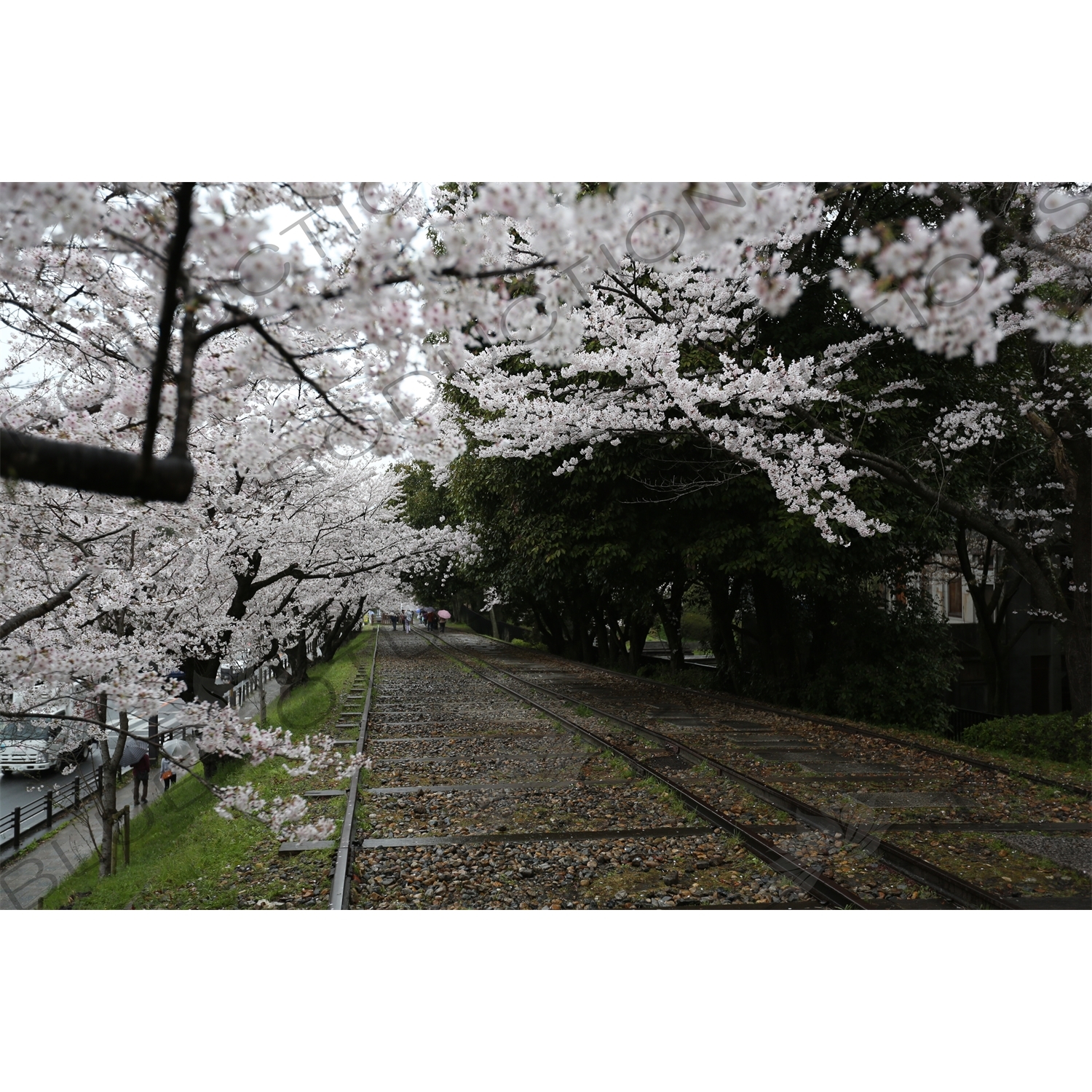 Cherry Blossom Trees on the Biwako Incline in Kyoto