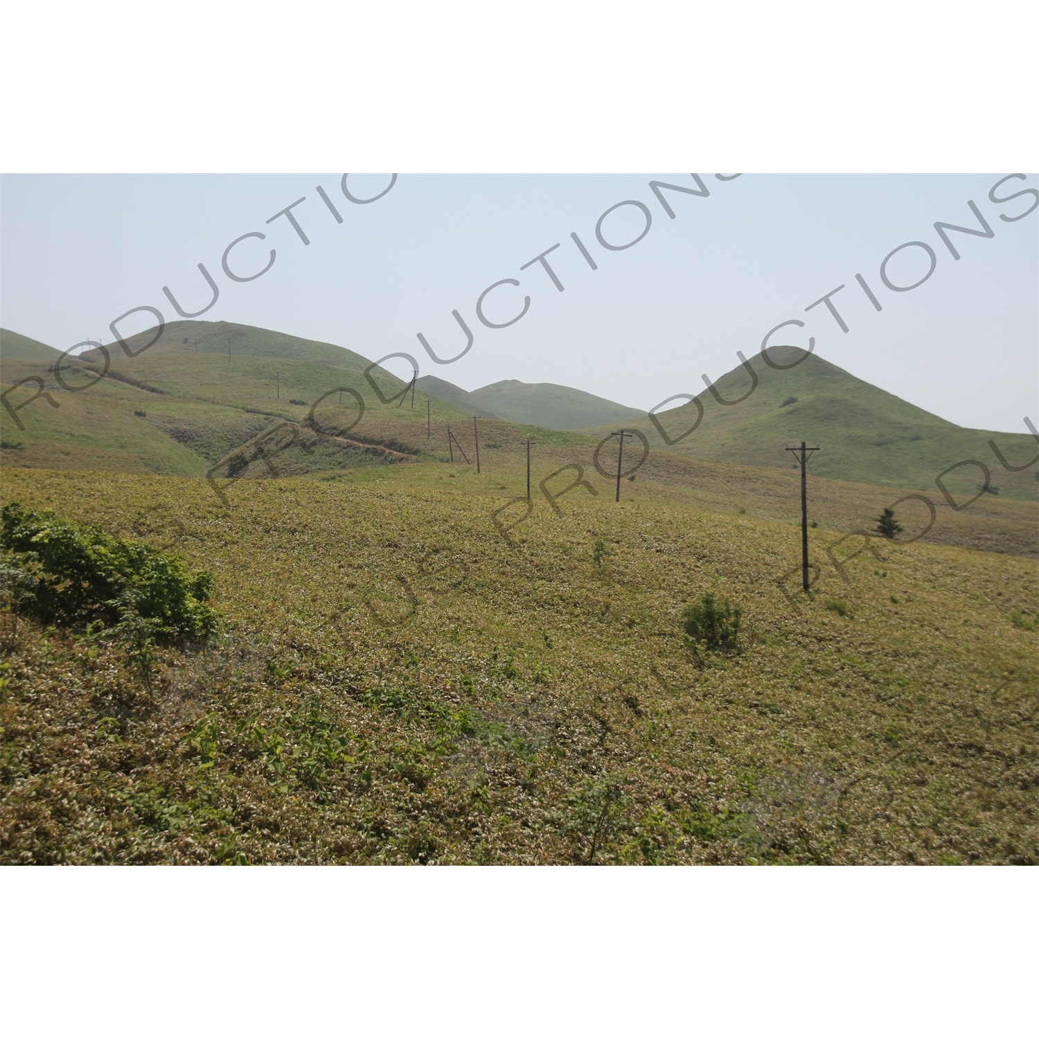 Telephone Polls and Long Grass on Rebun