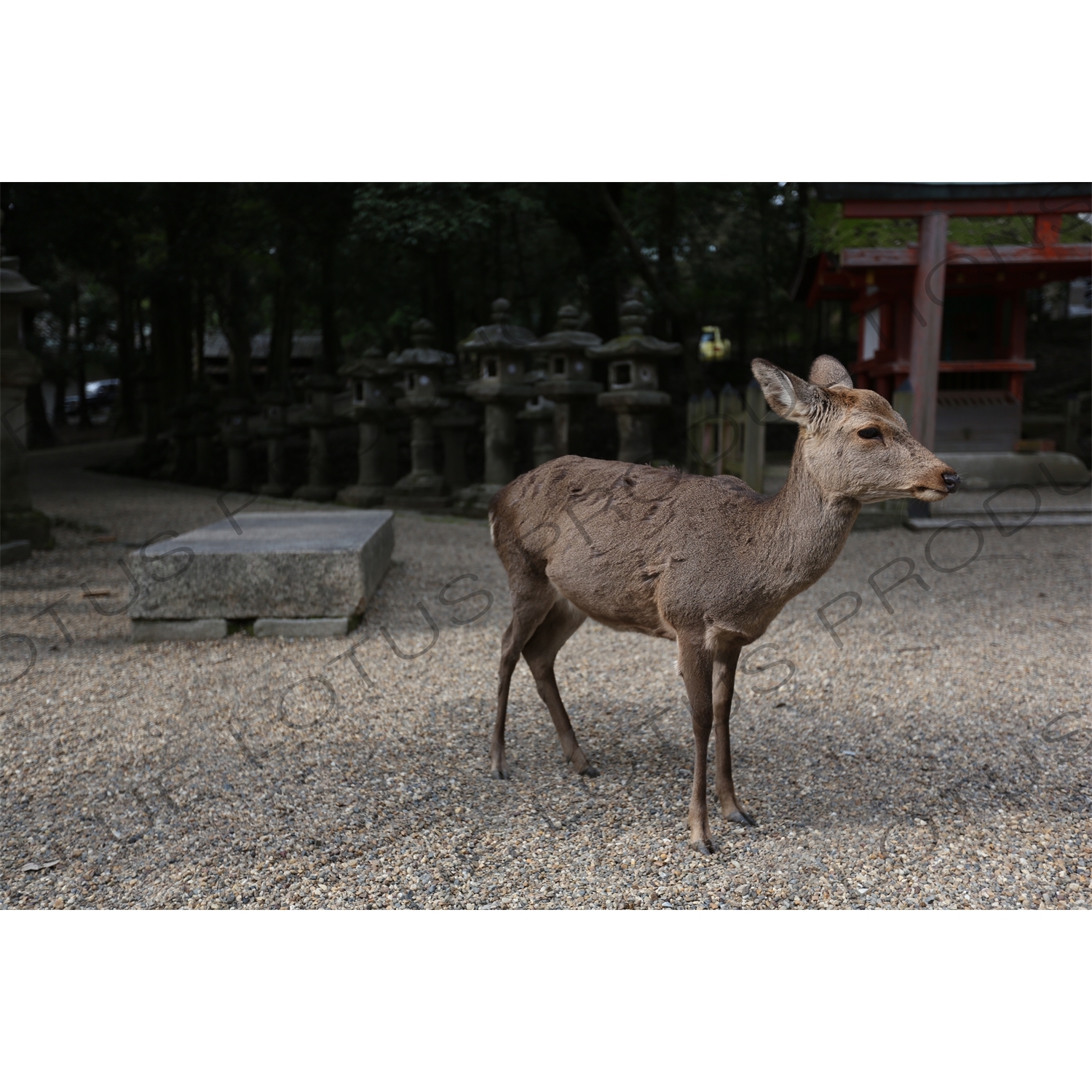 Deer in the Grounds of the Kasuga Grand Shrine (Kasuga-taisha) in Nara