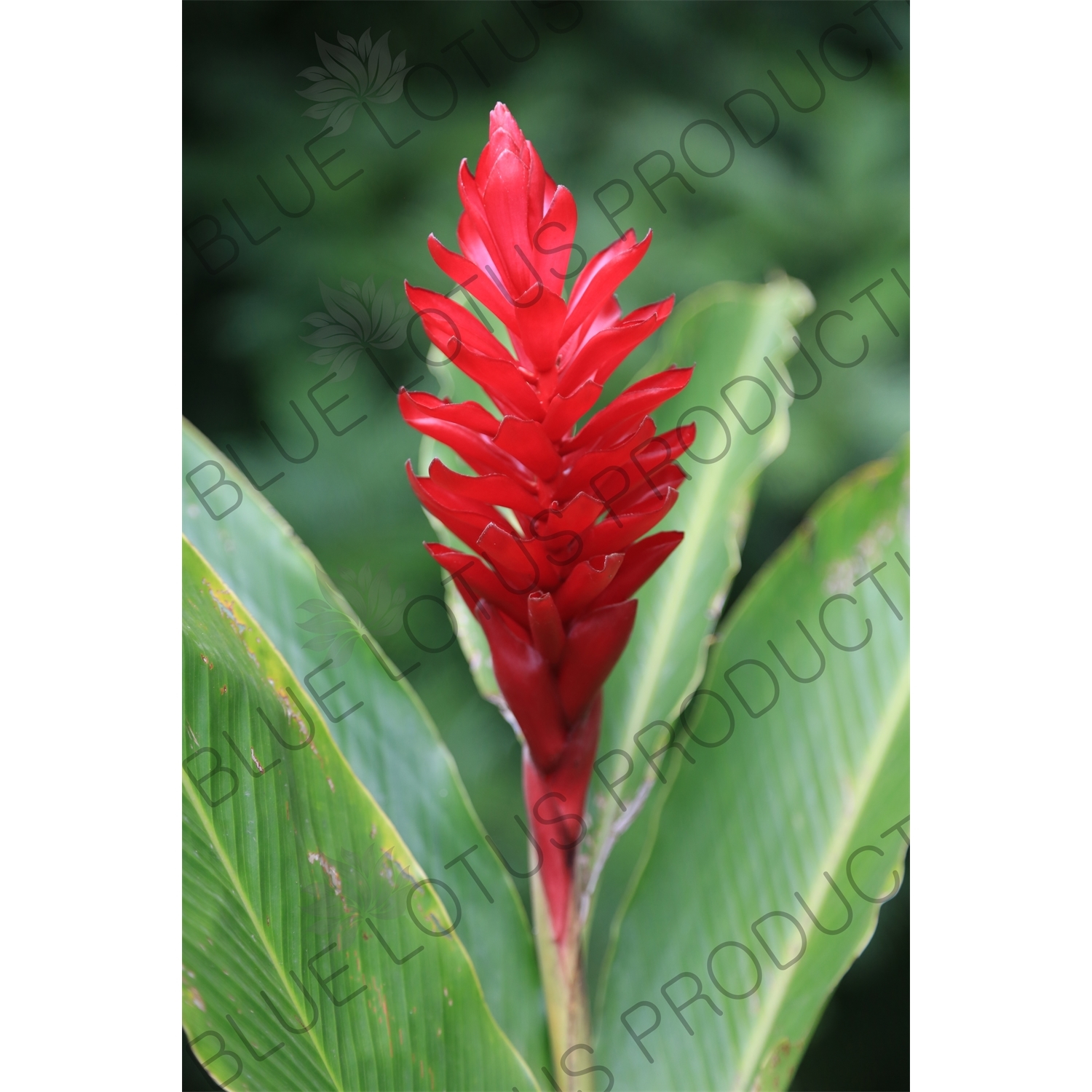 Red Ginger Flower in Arenal Volcano National Park