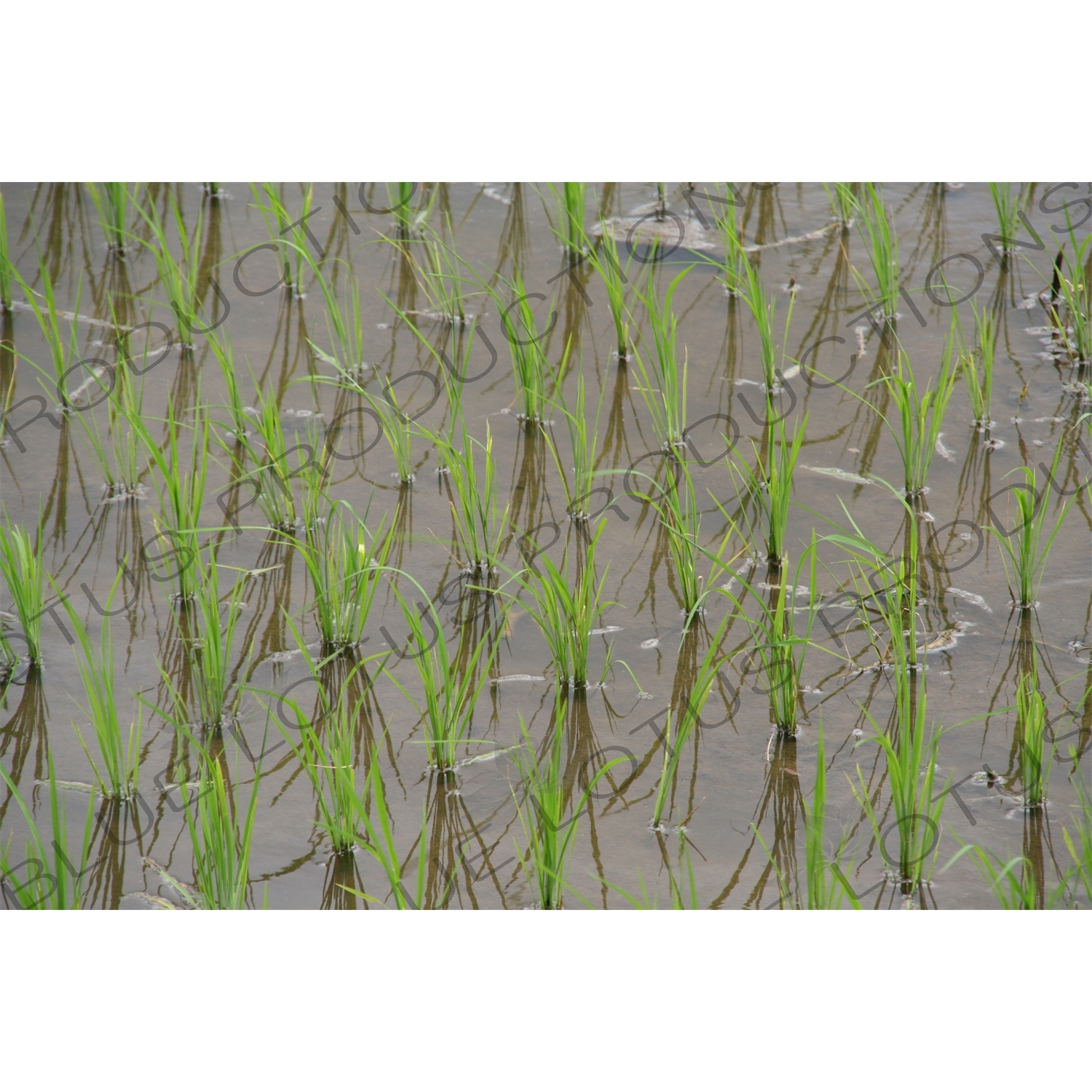 Rice Growing in Paddy Fields near Yogyakarta