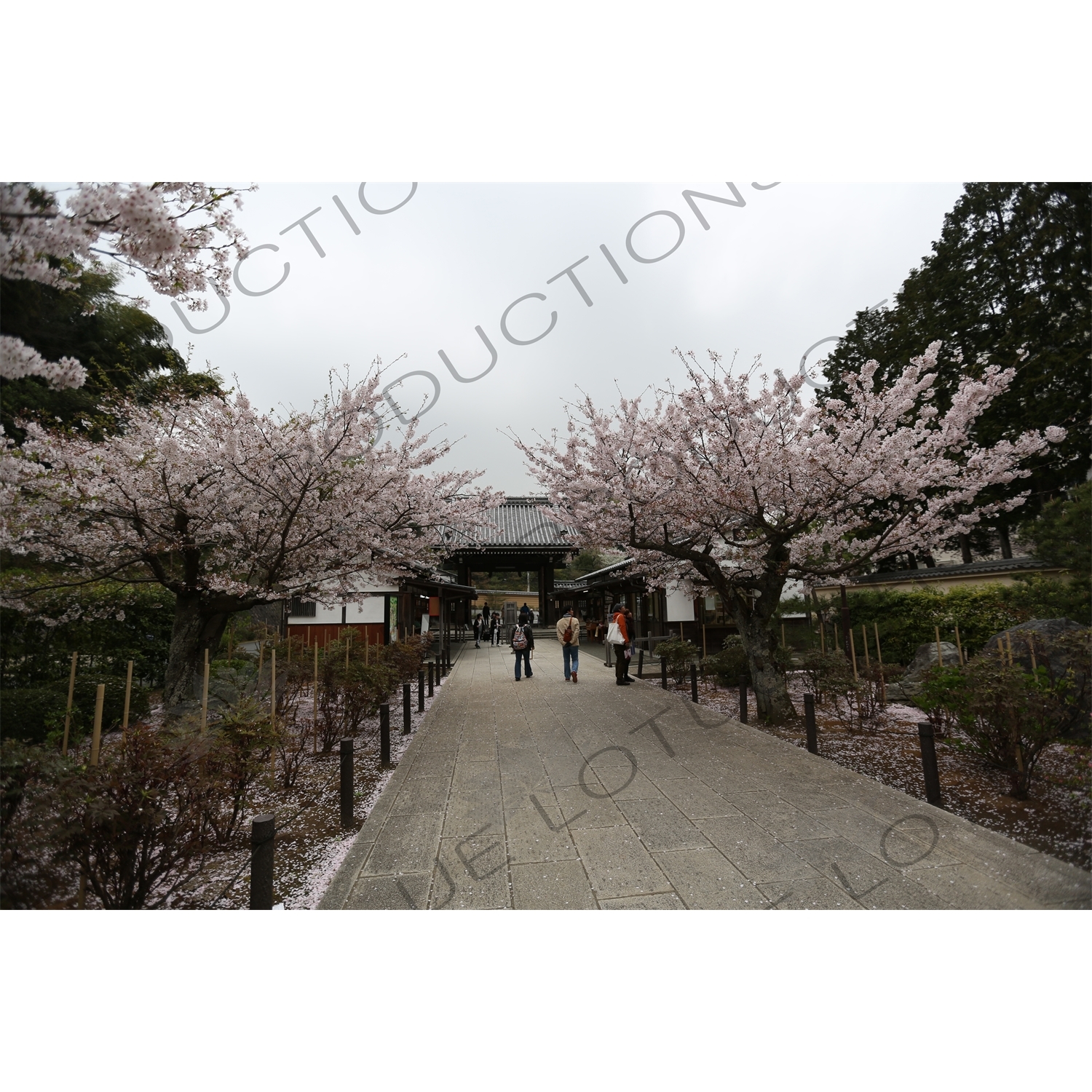 Entry Walkway and Cherry Blossom Trees in Kencho-ji in Kamakura