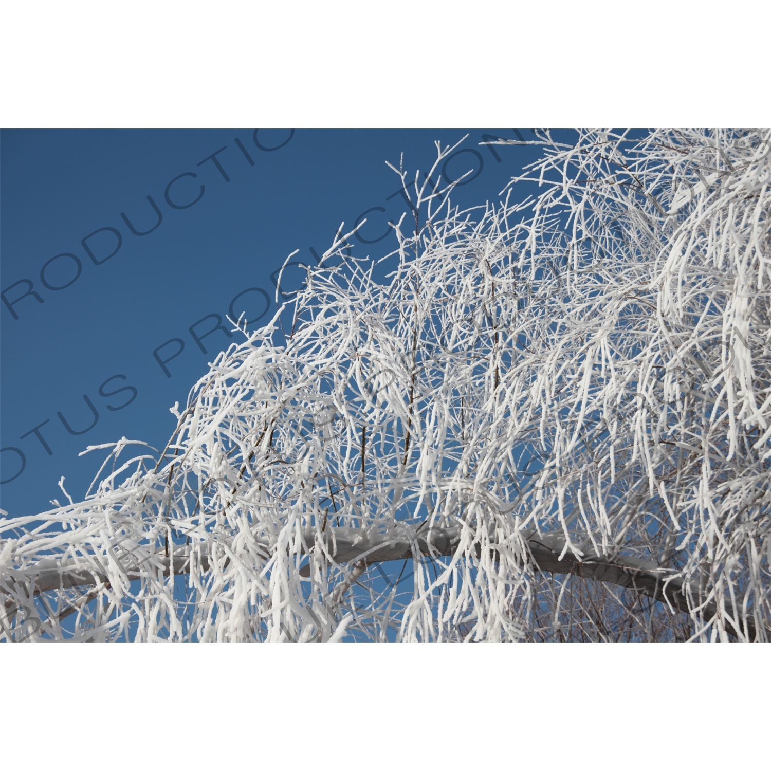 Snow Covered Tree Branches in the Sun Island Scenic Area (Taiyang Dao) in Harbin