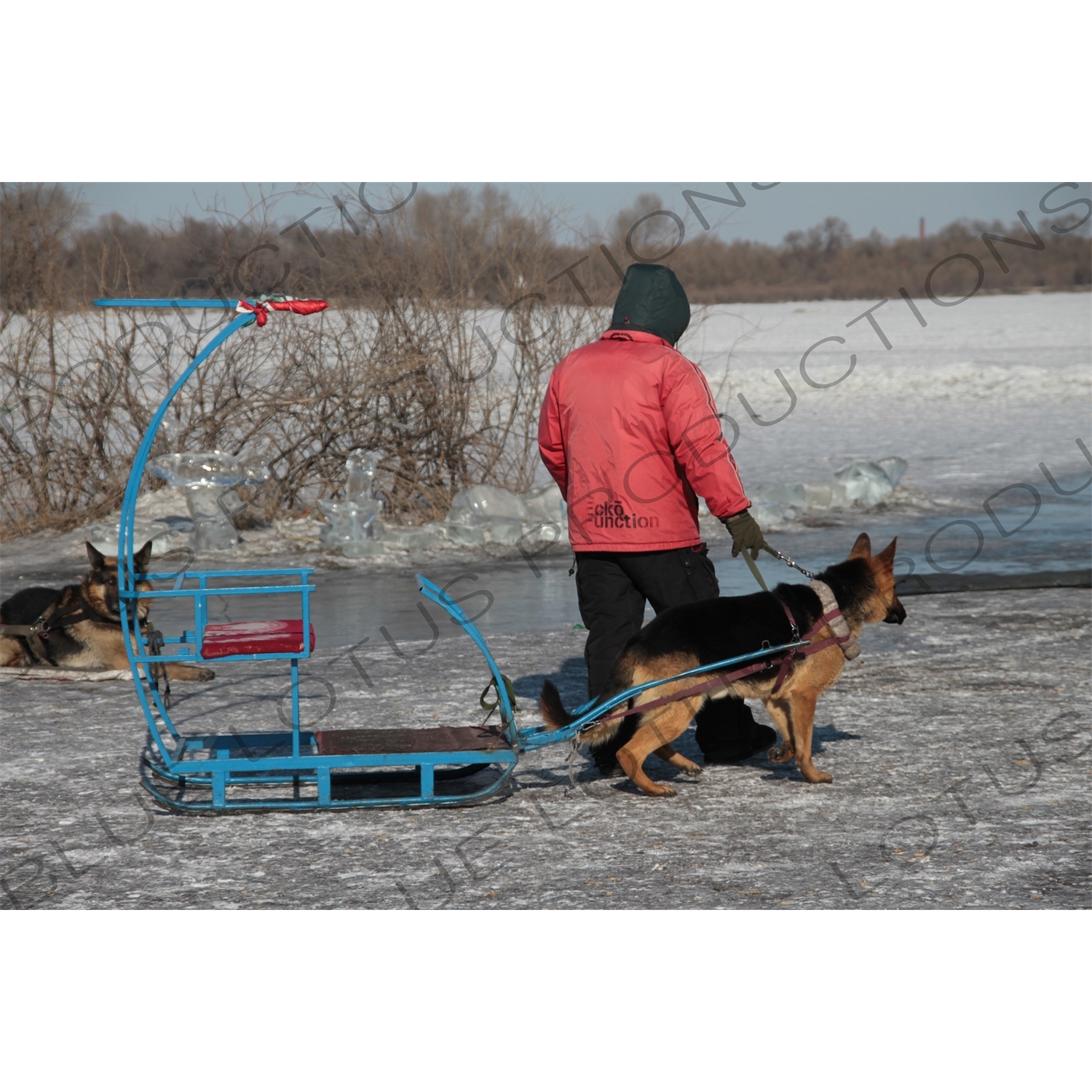 Dog Sled on the Songhua River in Harbin