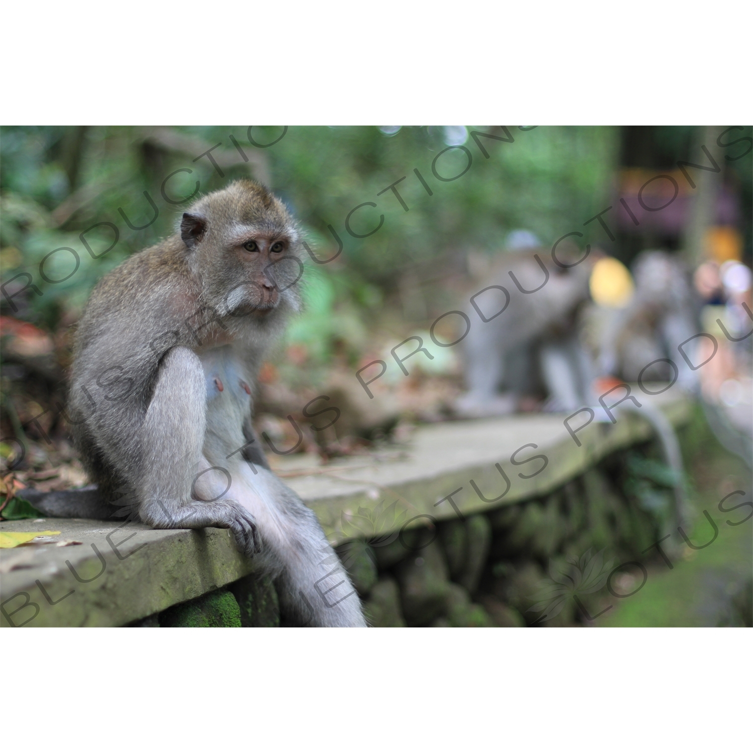 Monkey Sitting on a Wall in a Park in Bali