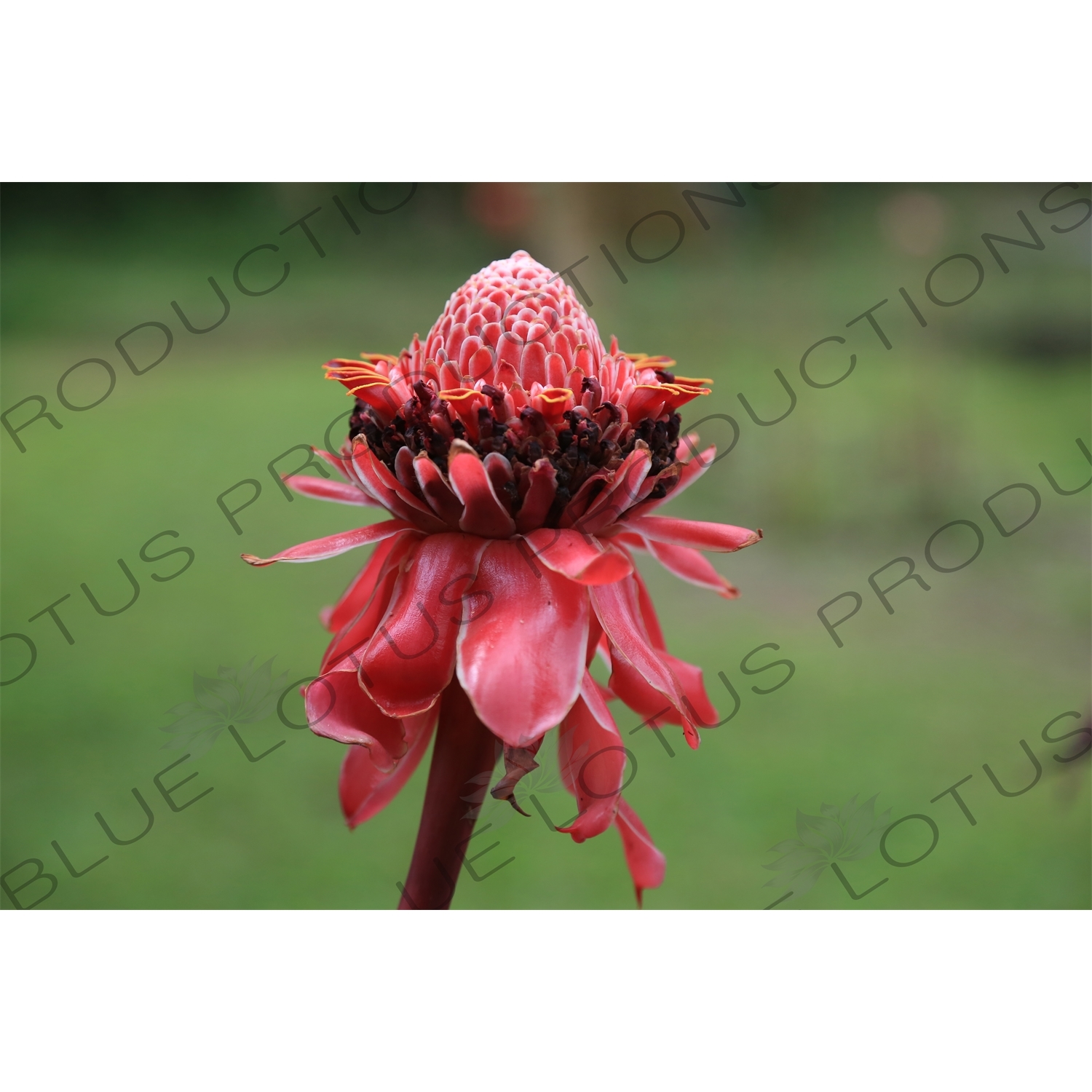 Emperadora Flower in Arenal Volcano National Park