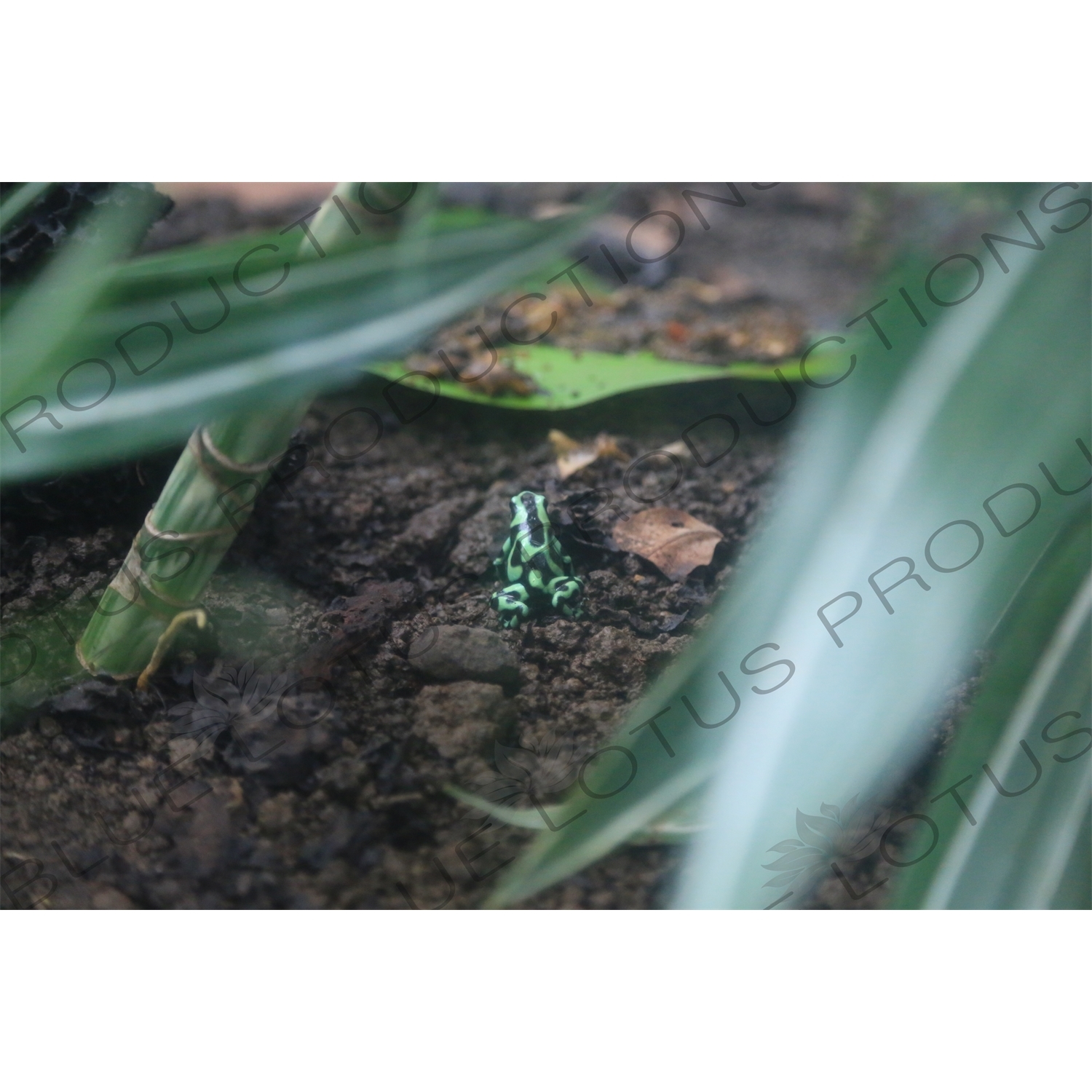 Green and Black Poison Dart Frog in Arenal Volcano National Park