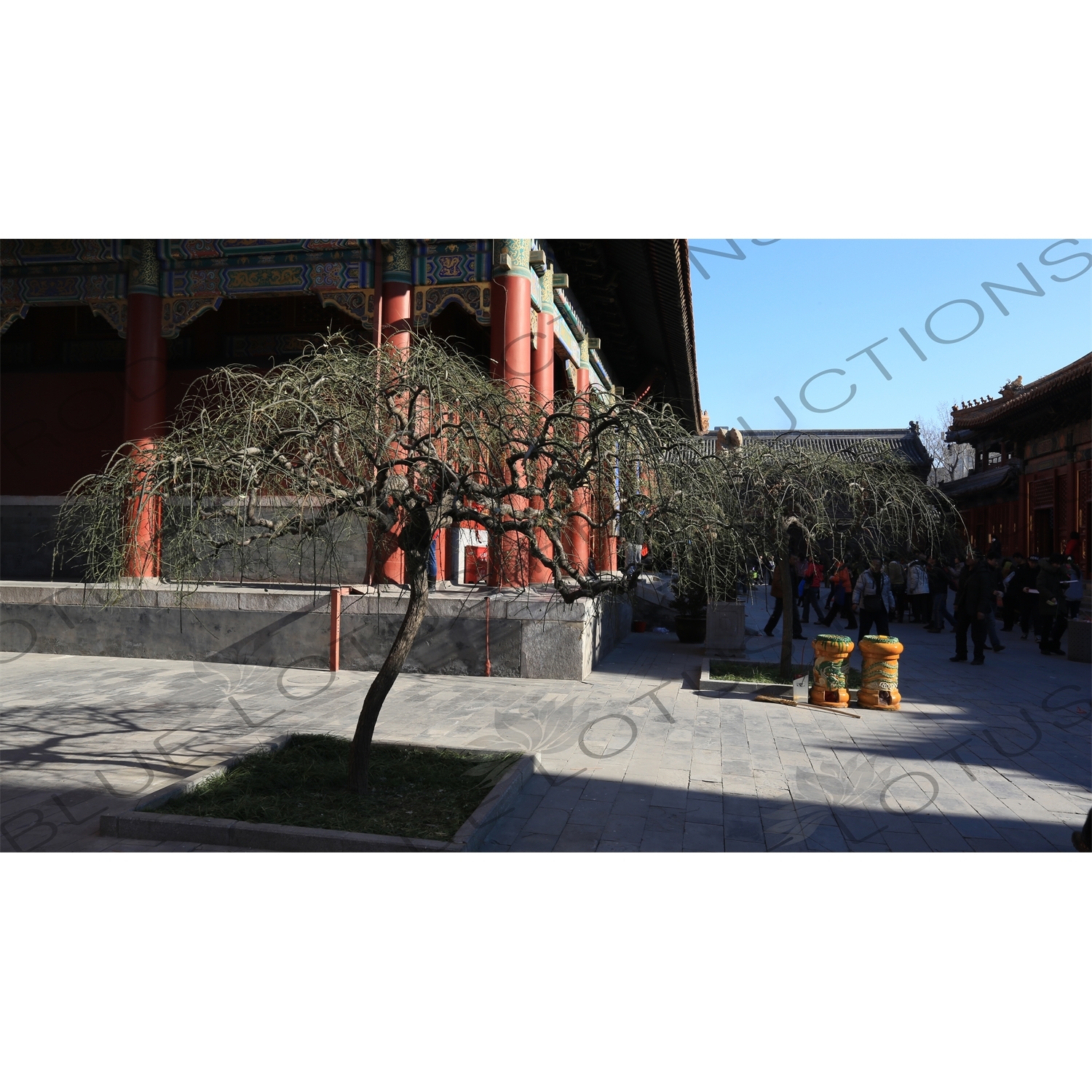 Tree in front of the Pavilion of Peace (Yansui Ge) in the Lama Temple in Beijing