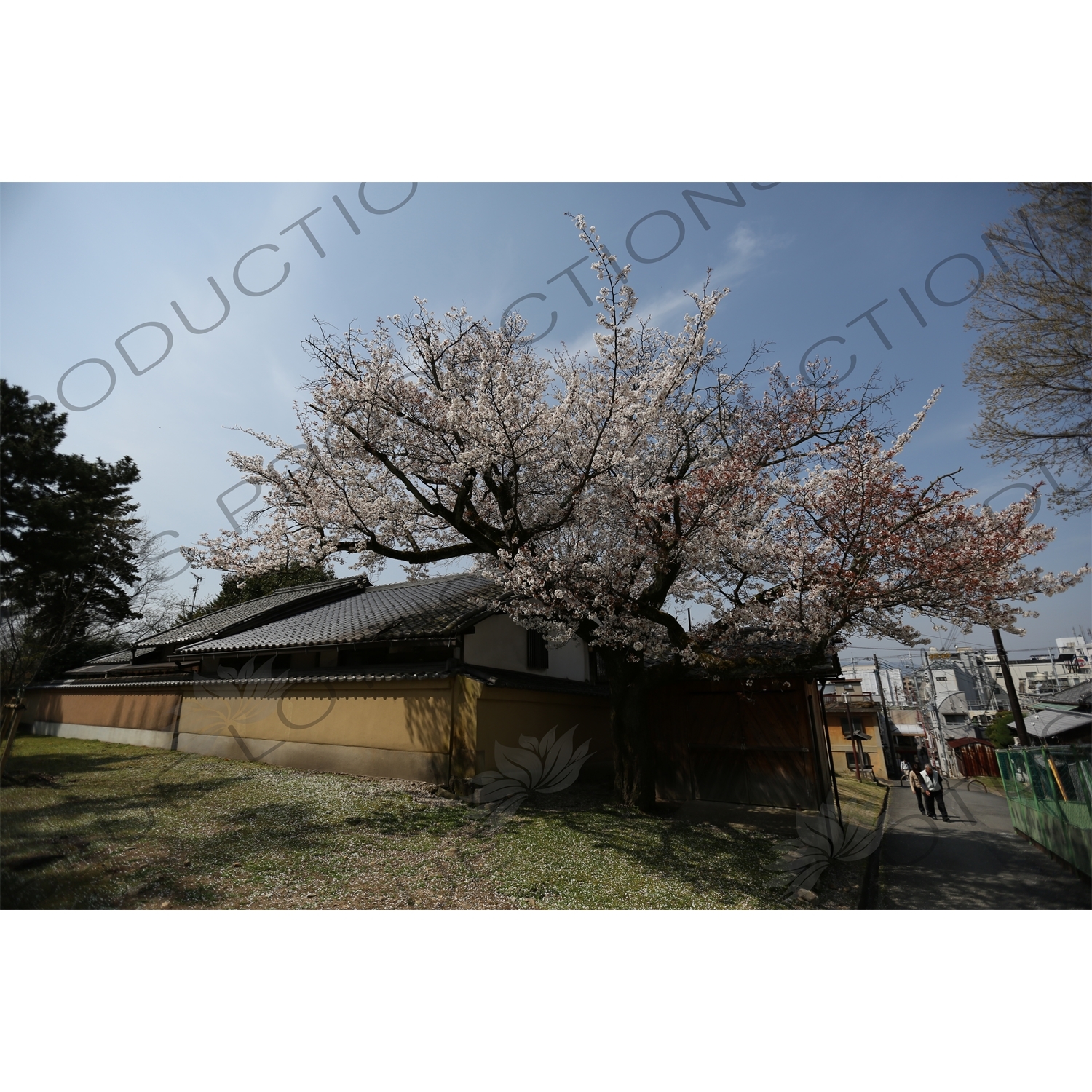 Cherry Blossom Tree in Kofukuji in Nara