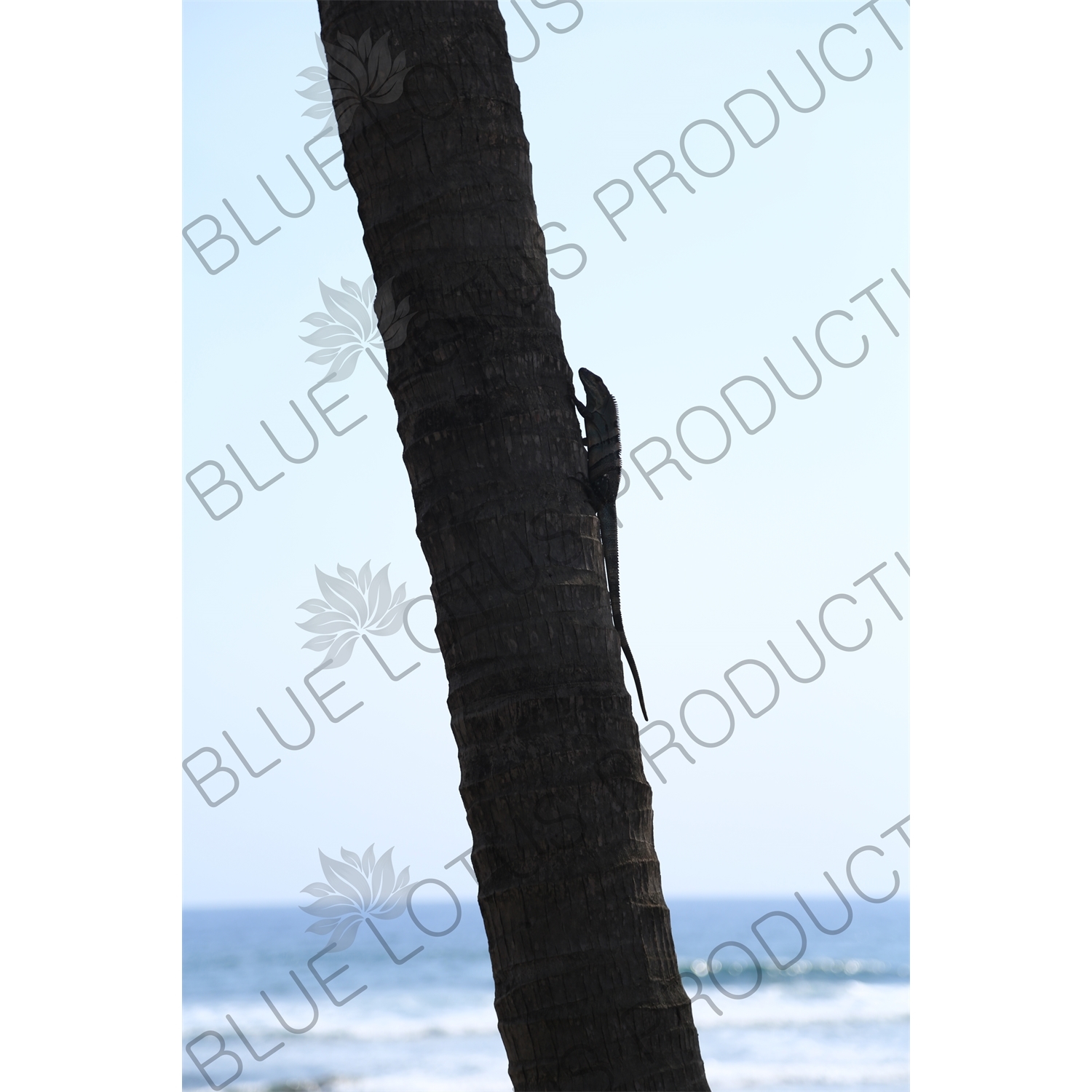 Iguana Climbing a Tree on a Beach in Nosara