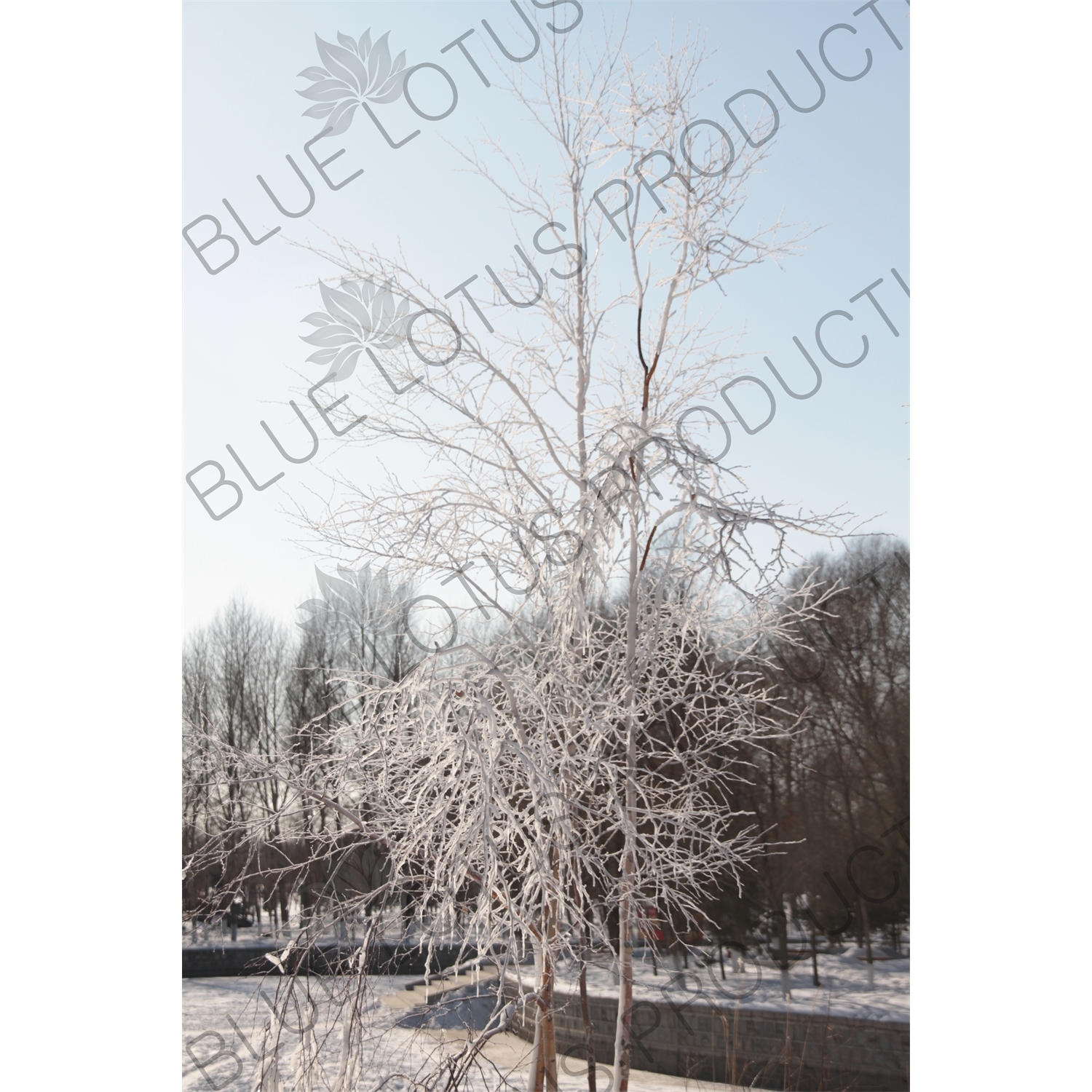 Snow Covered Tree in the Sun Island Scenic Area (Taiyang Dao) in Harbin