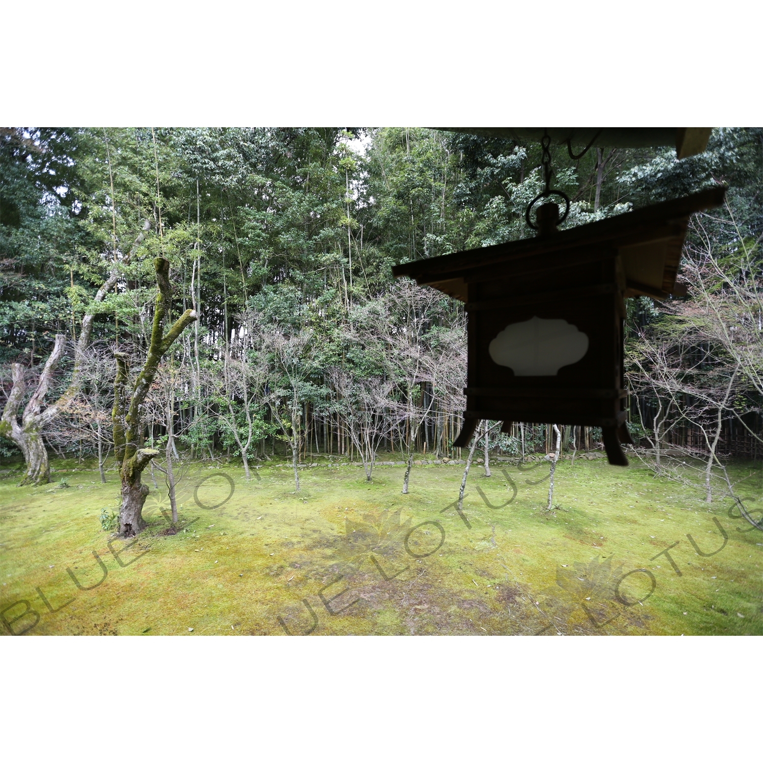 Lantern Hanging in the garden in Koto-in in Daitoku-ji in Kyoto