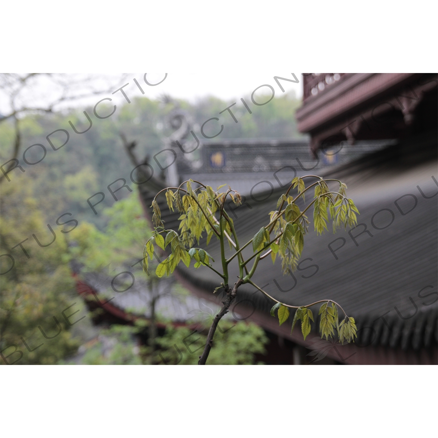 Temple Buildings in Lingyin Temple (Lingyin Si) beside West Lake (Xihu) in Hangzhou