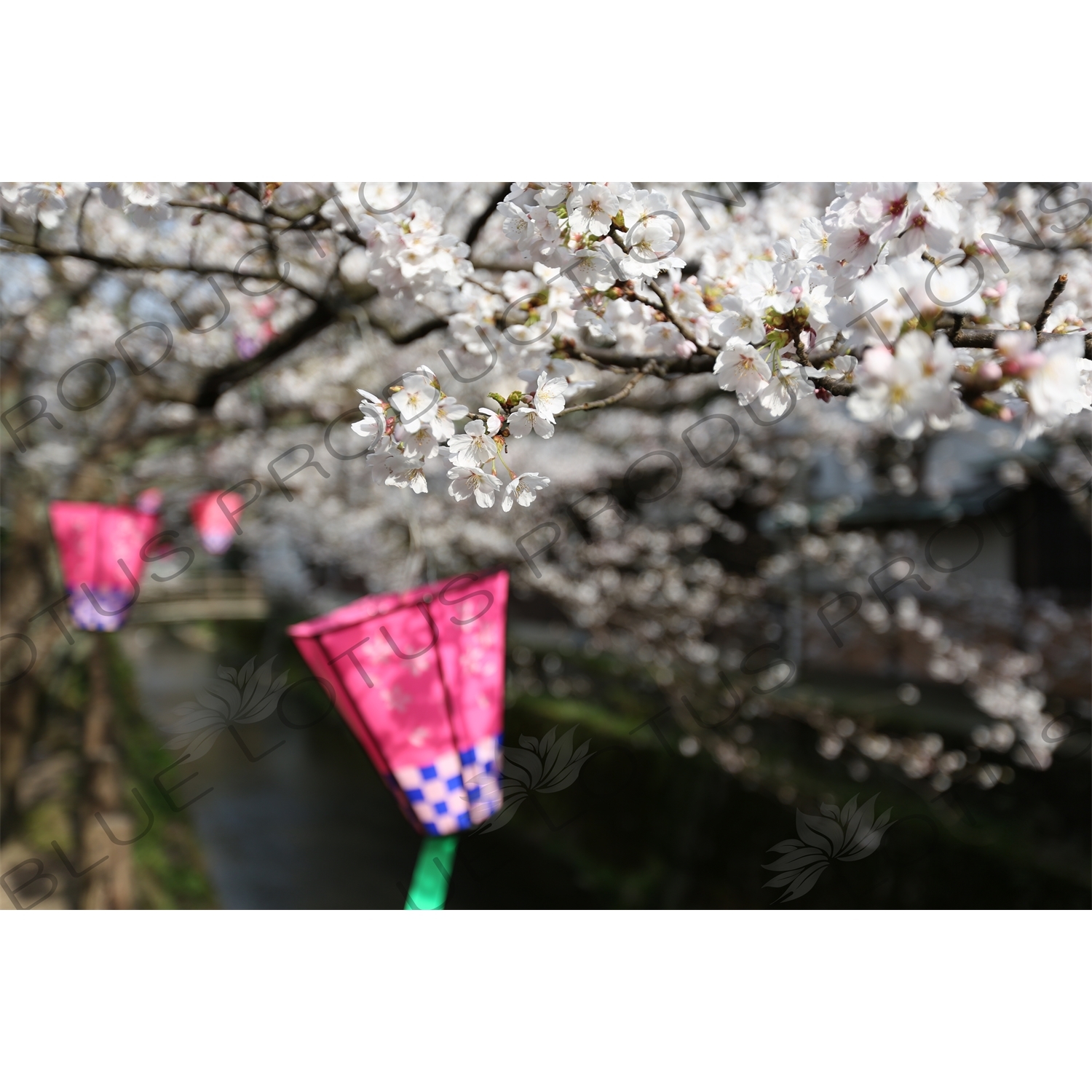 Lanterns Hanging in Cherry Blossom Trees in Kinosaki Onsen