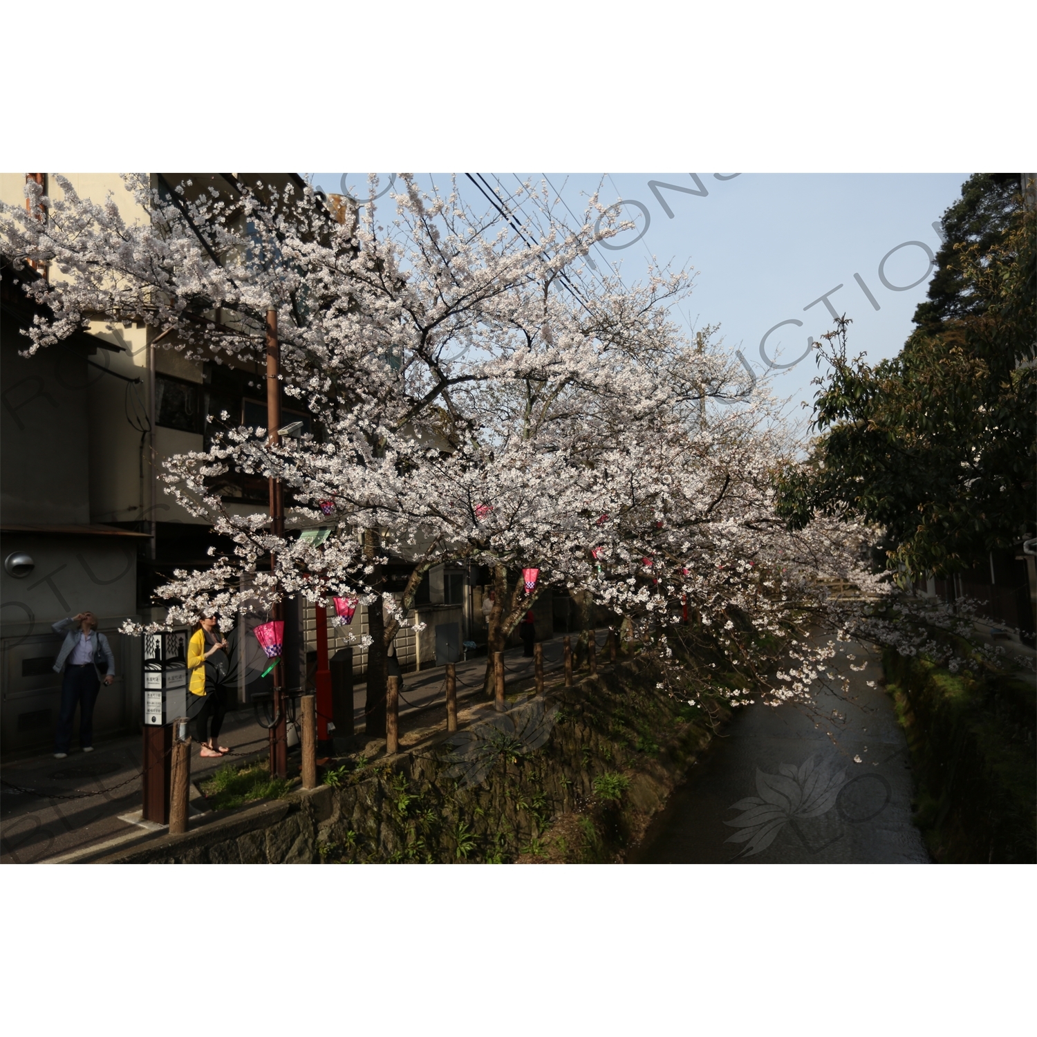 Lanterns Hanging in Cherry Blossom Trees in Kinosaki Onsen