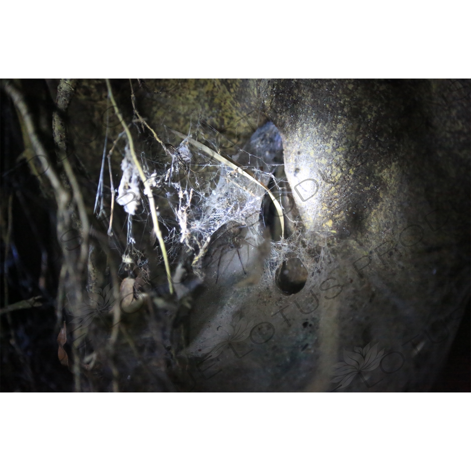 Funnel Web Spider Web in Monteverde Cloud Forest Reserve
